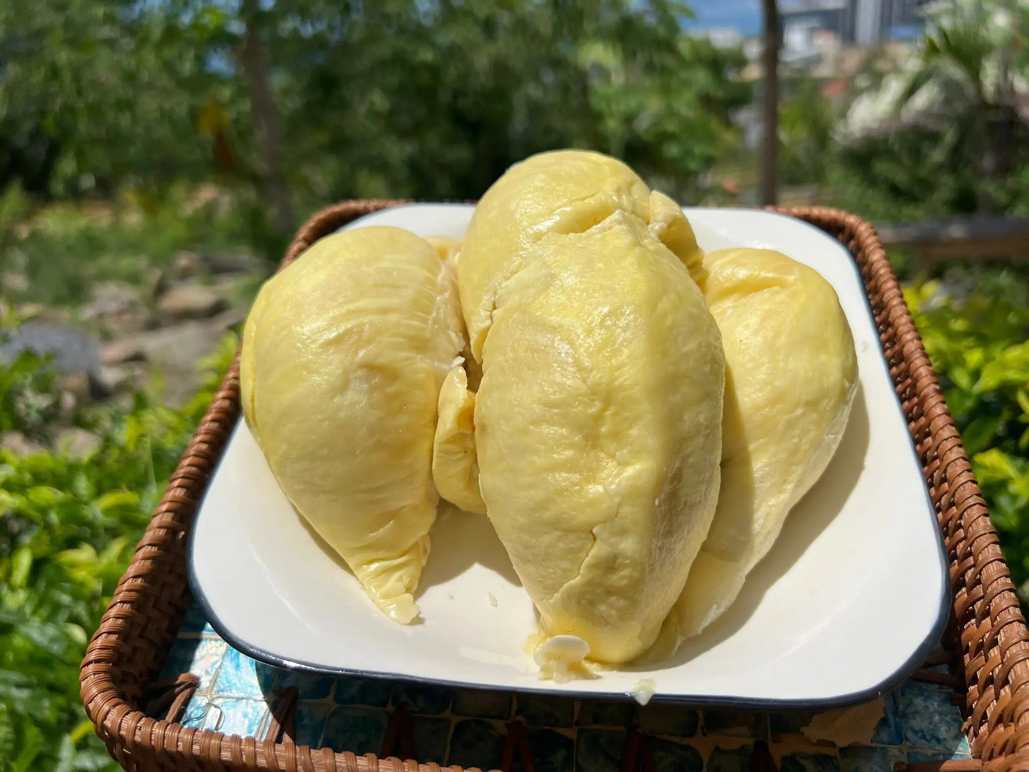 Cây Sầu Riêng Nhà Tôi