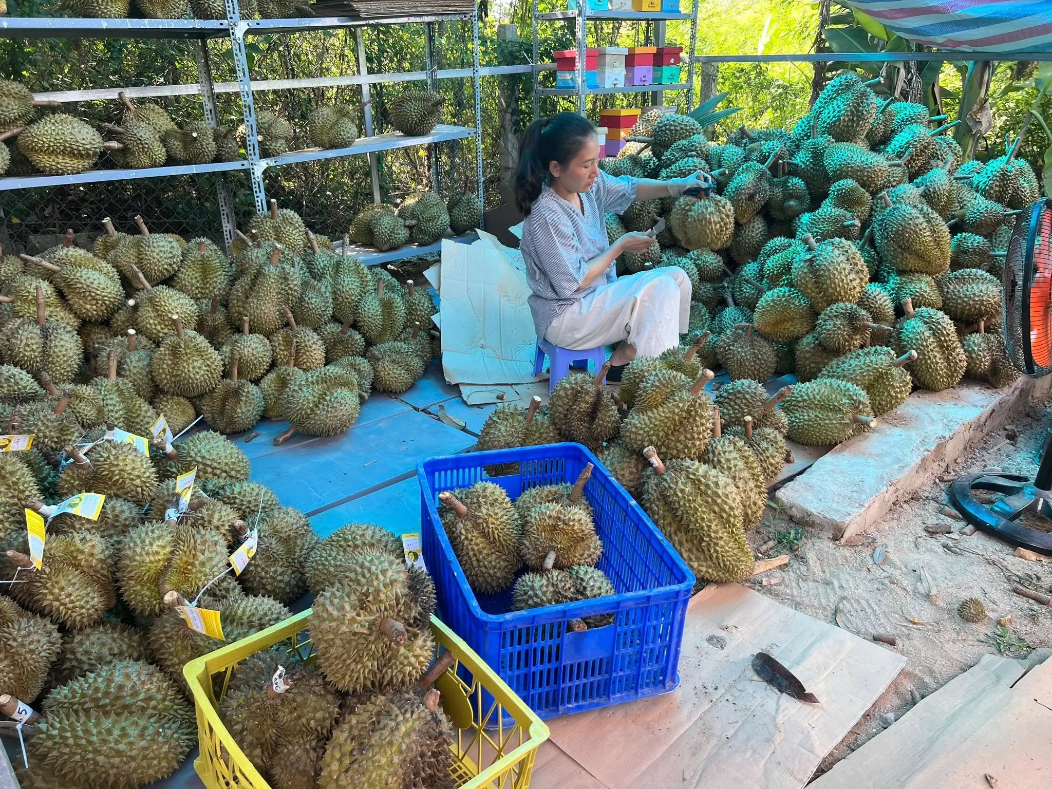 Cây Sầu Riêng Nhà Tôi