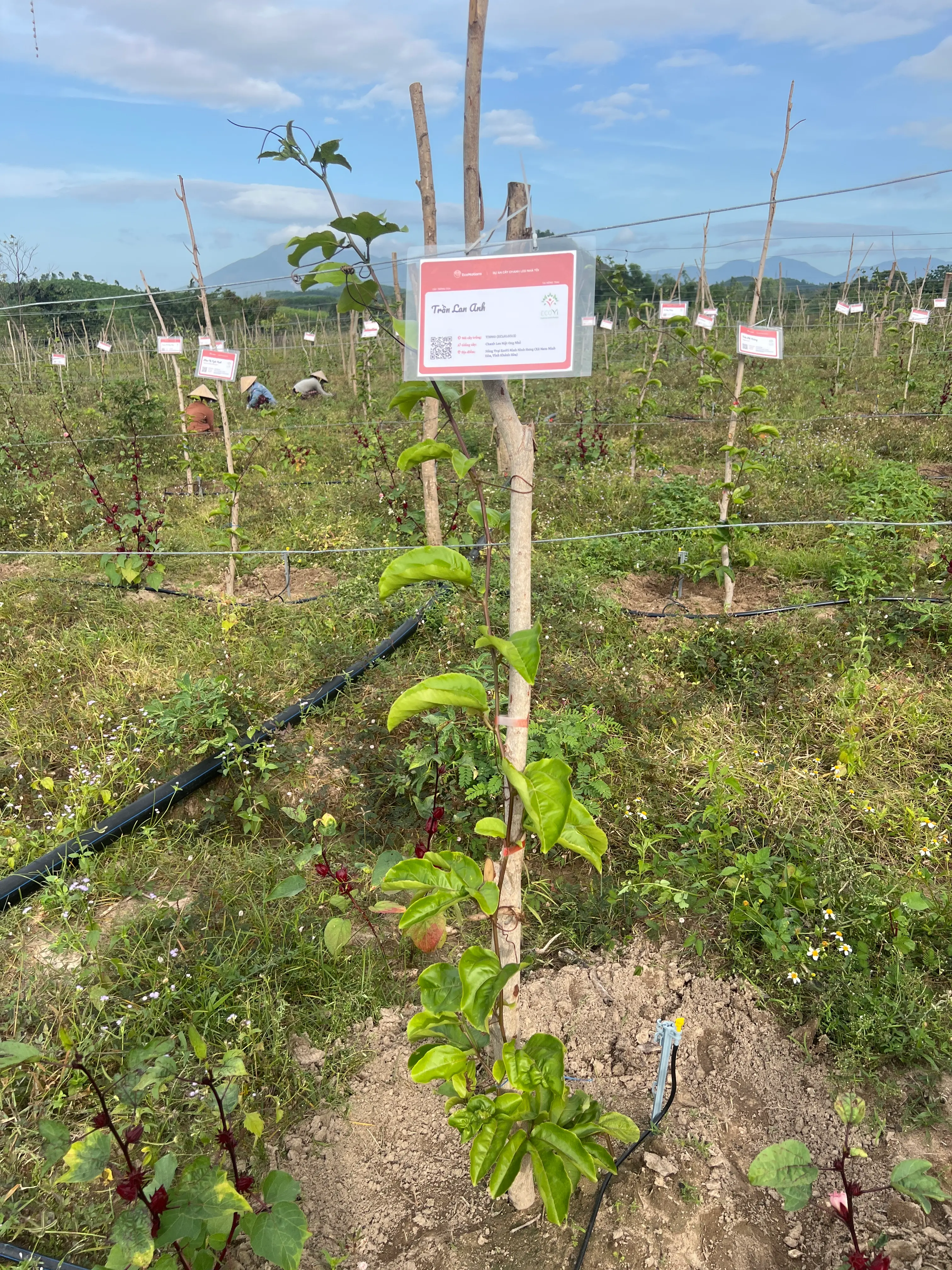 EcoNations