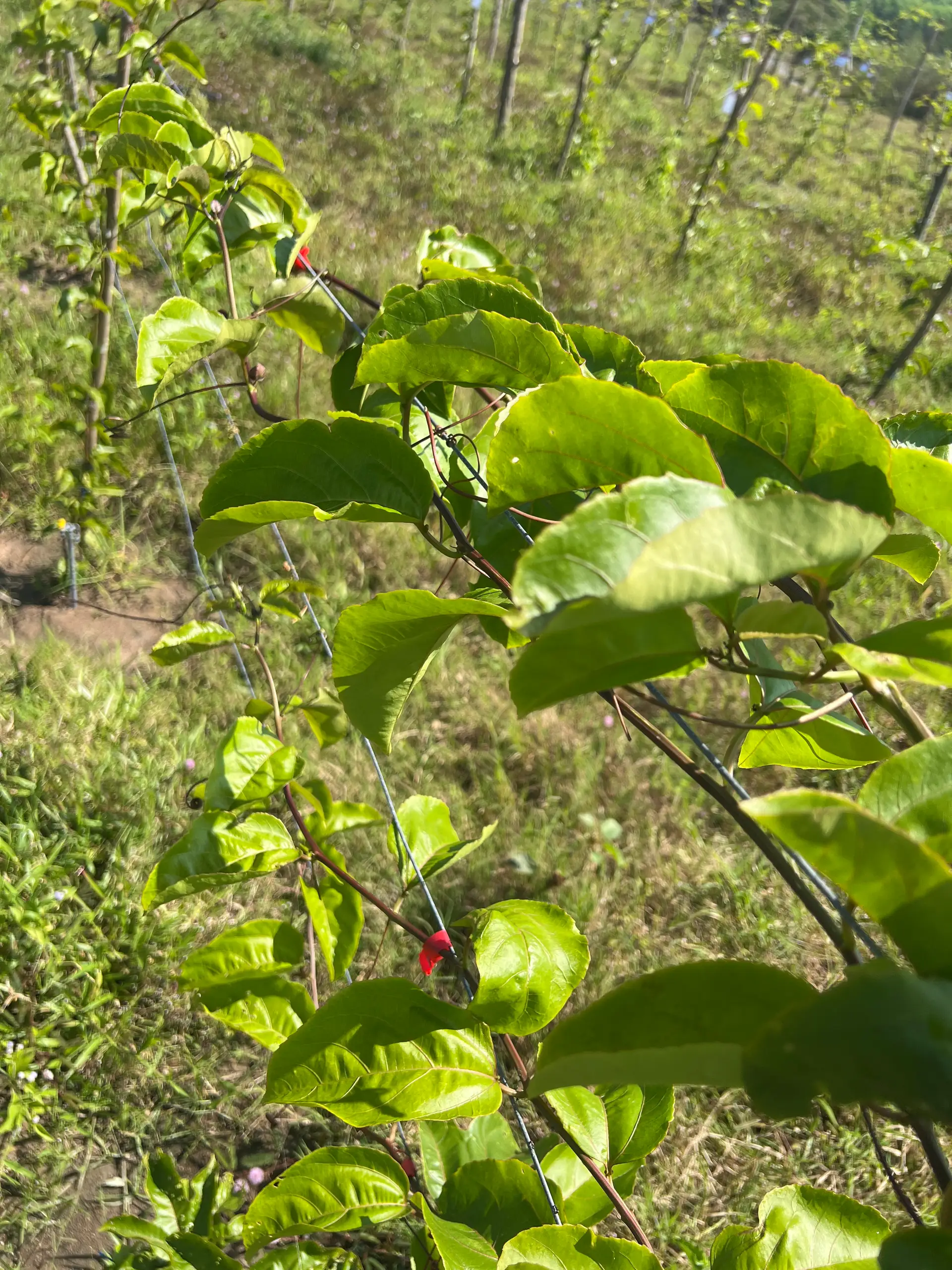 EcoNations