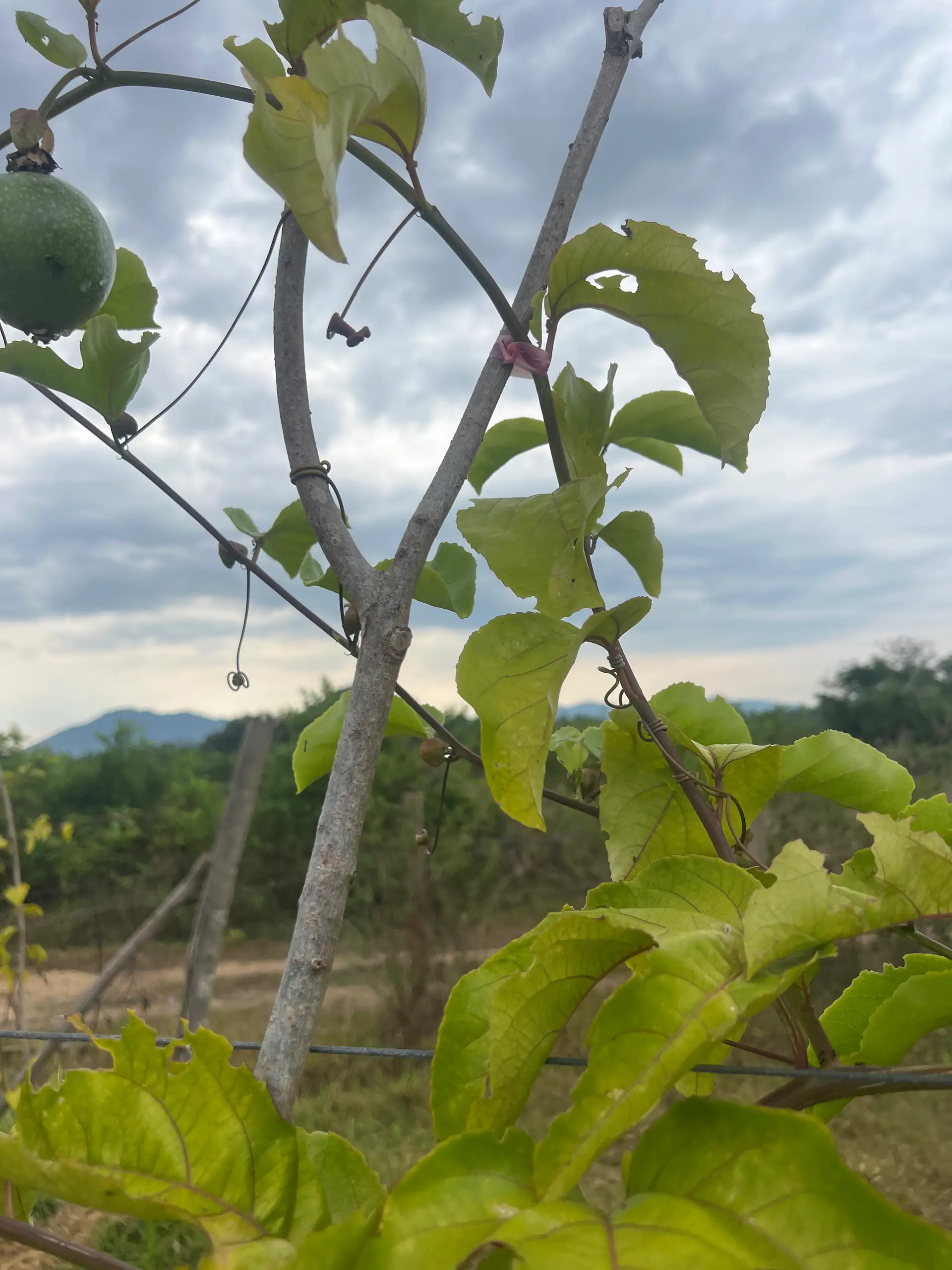 EcoNations
