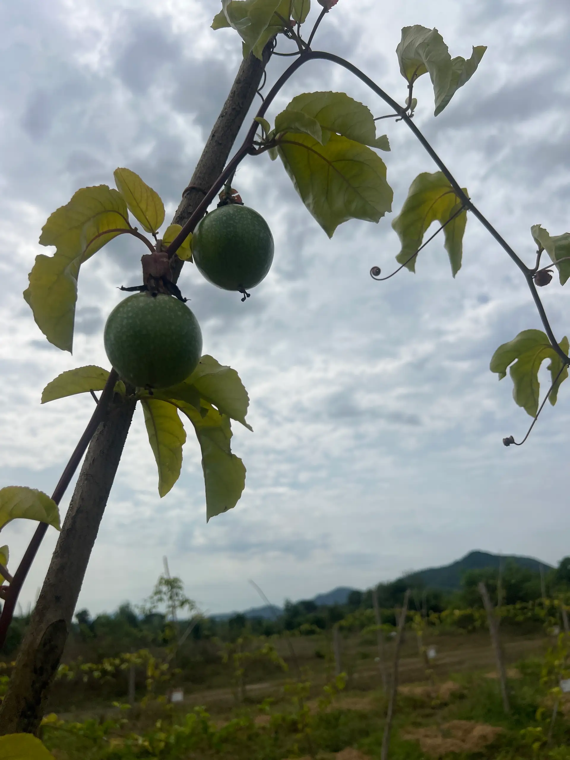 EcoNations