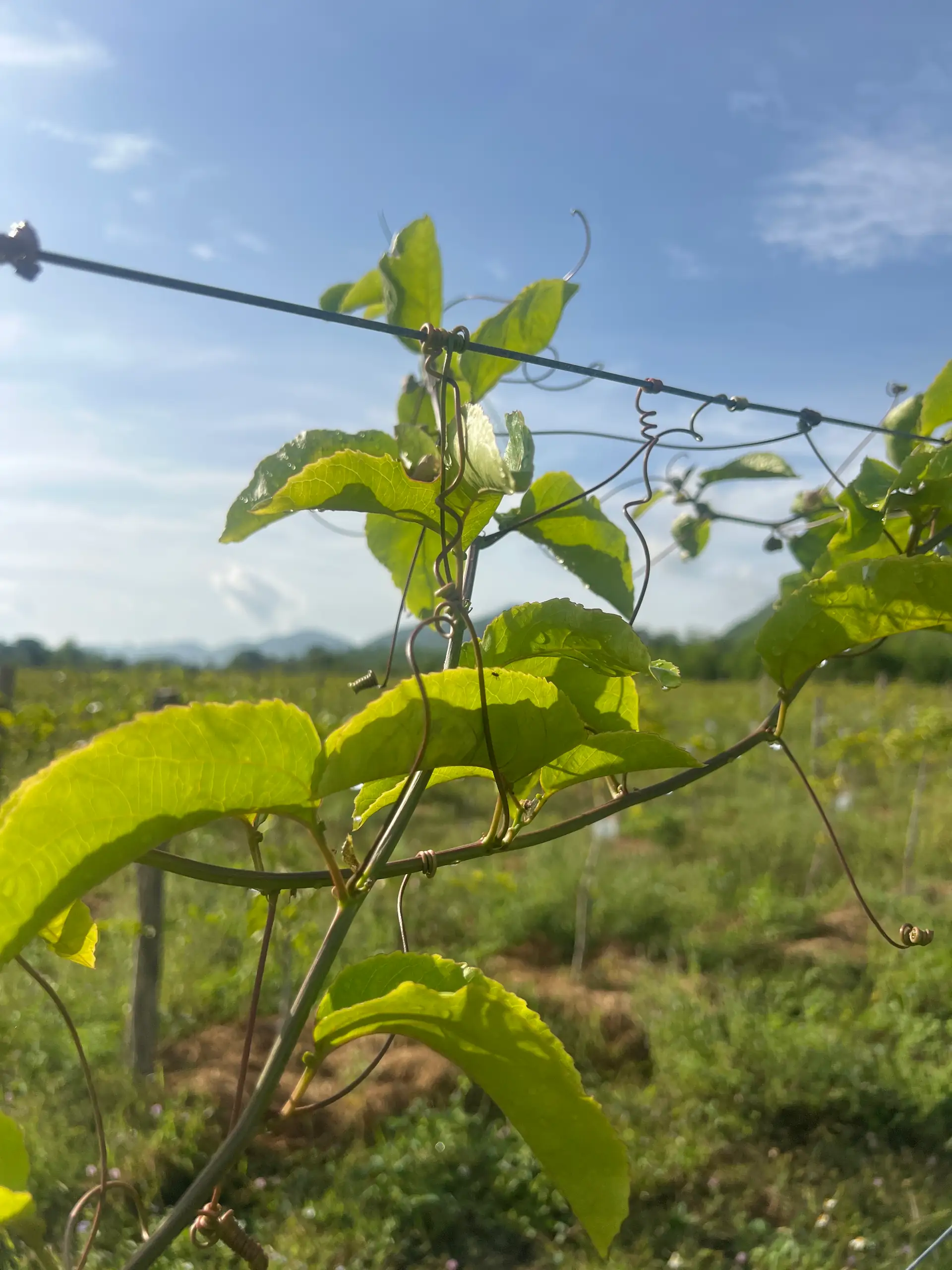 EcoNations