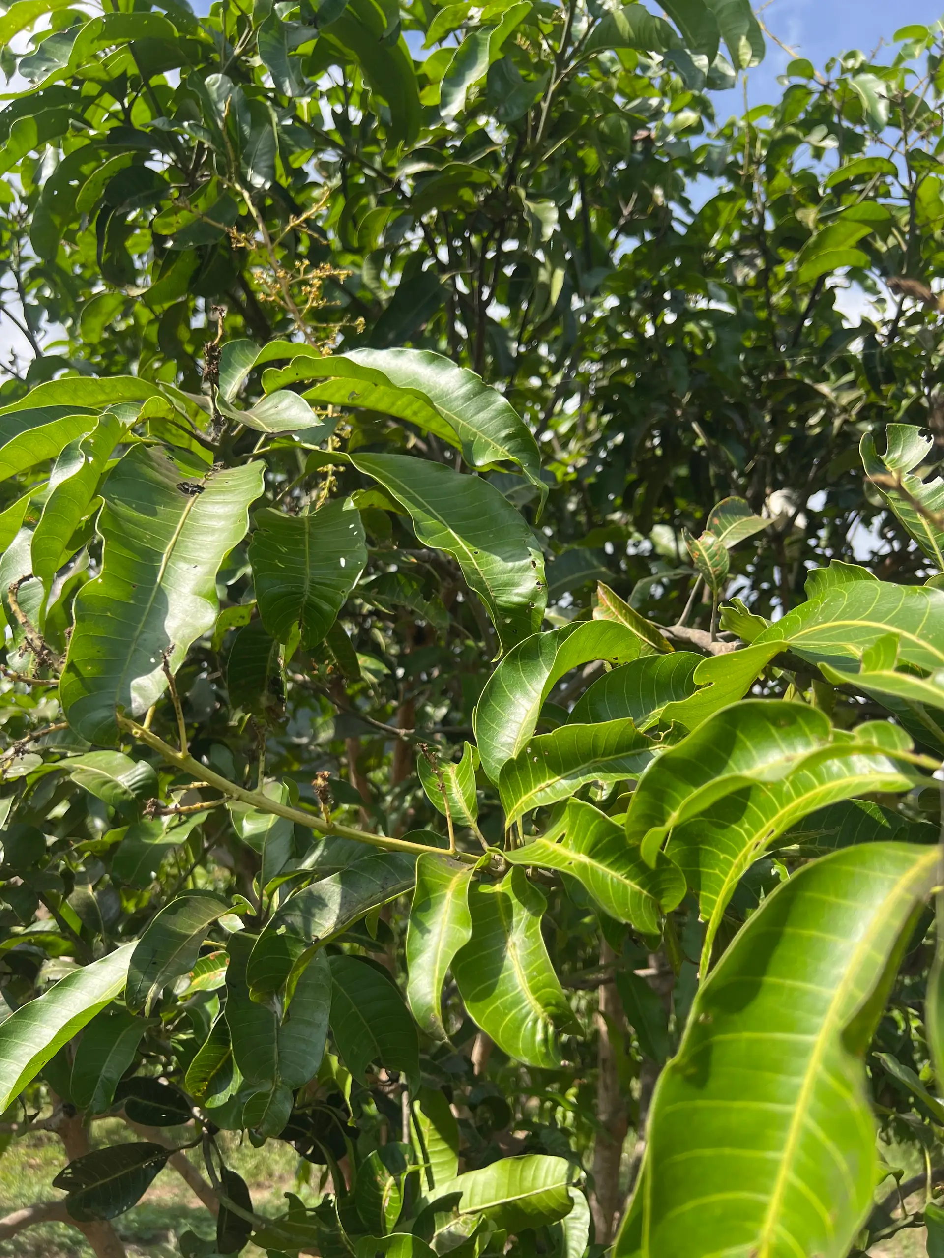 EcoNations