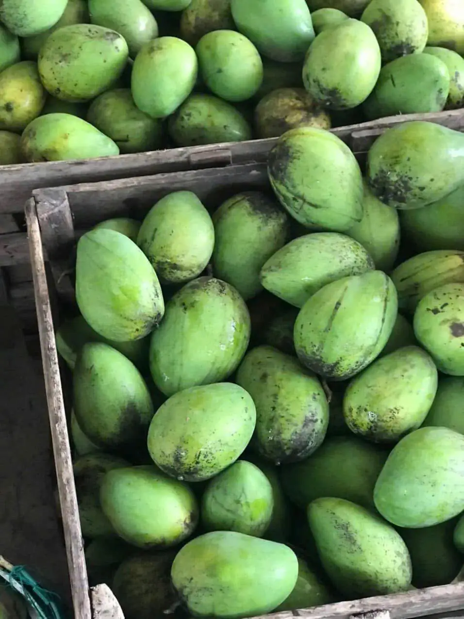 Xoài Cổ Khánh Hòa