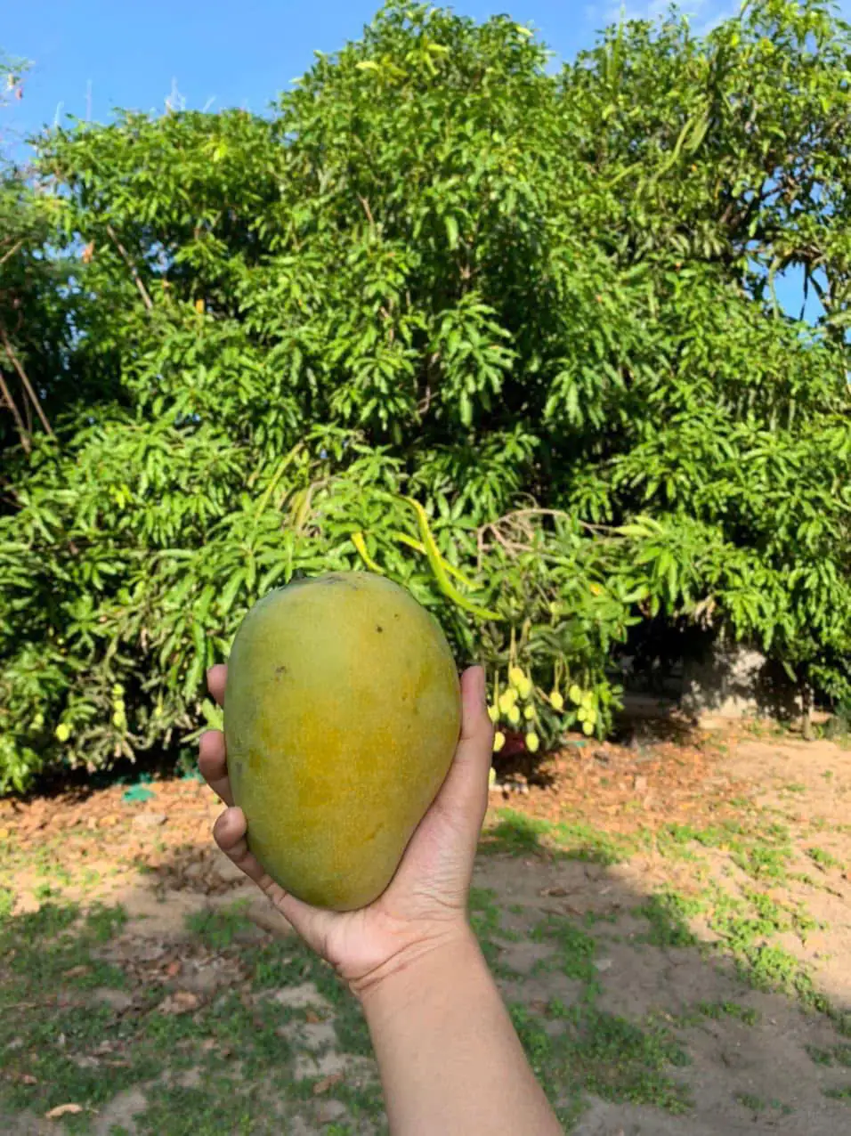 Xoài Cổ Khánh Hòa