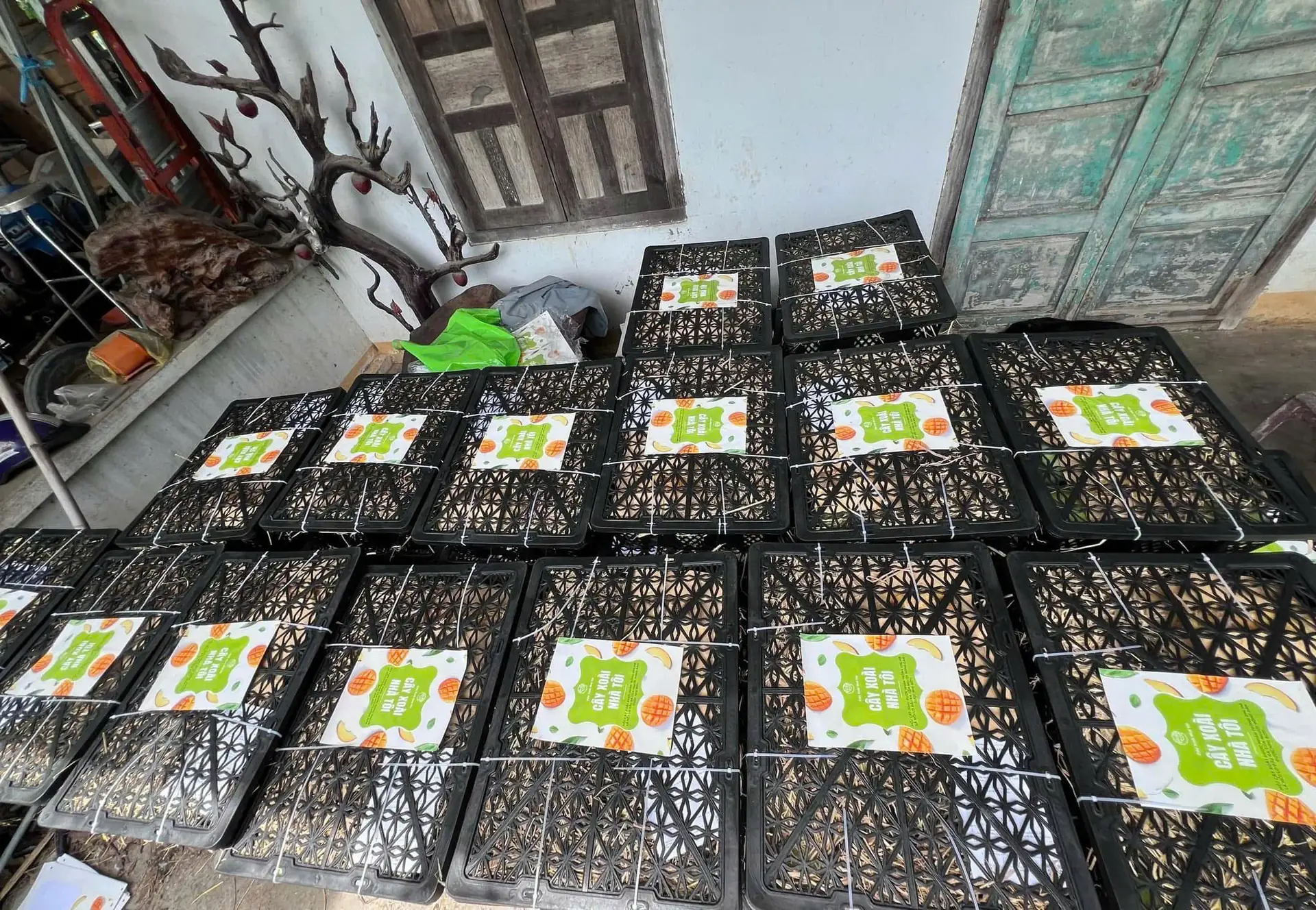 Xoài Cổ Khánh Hòa