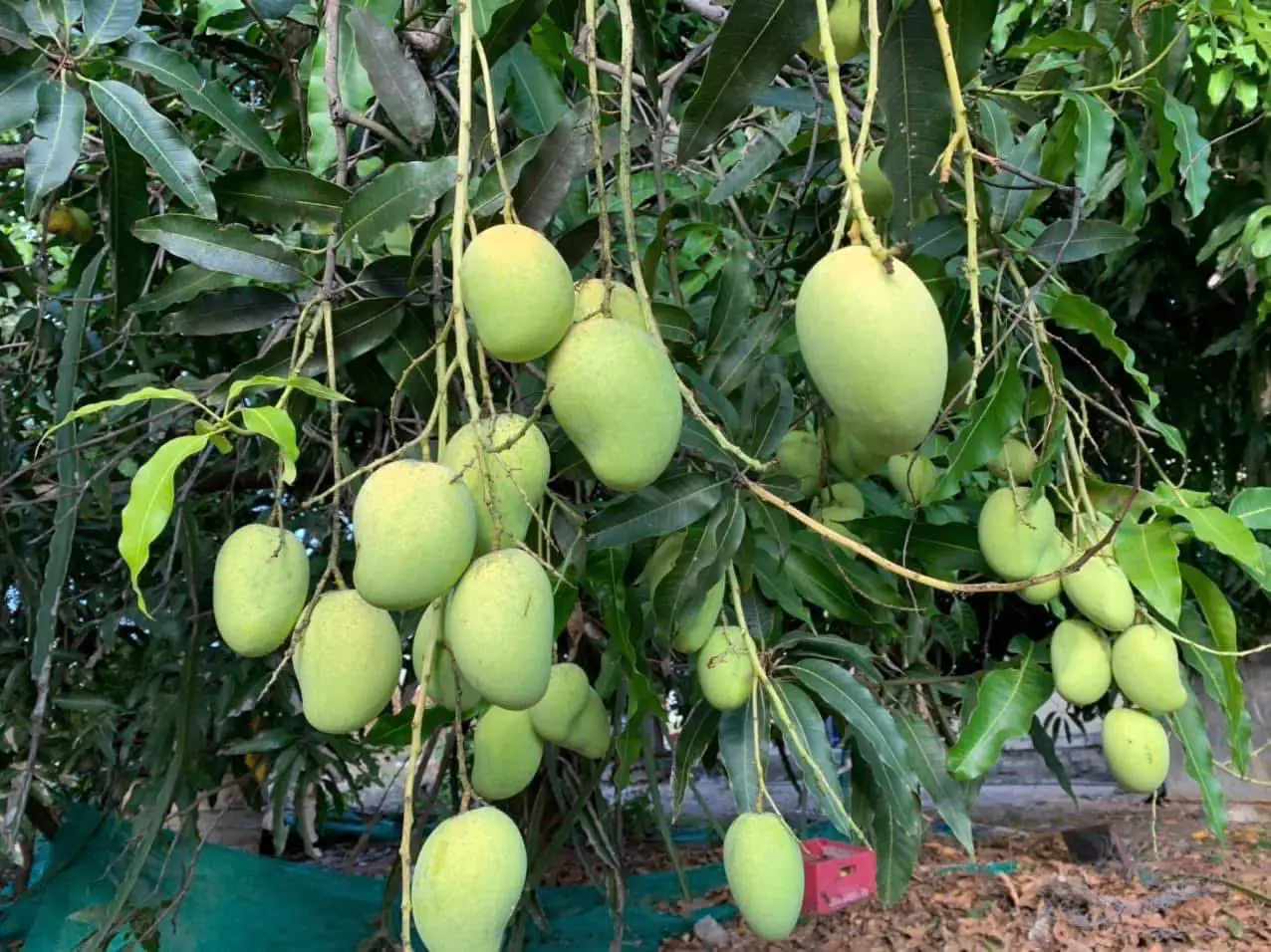 Xoài Cổ Khánh Hòa