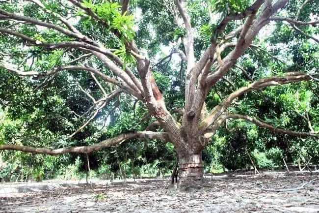 Xoài Cổ Khánh Hòa