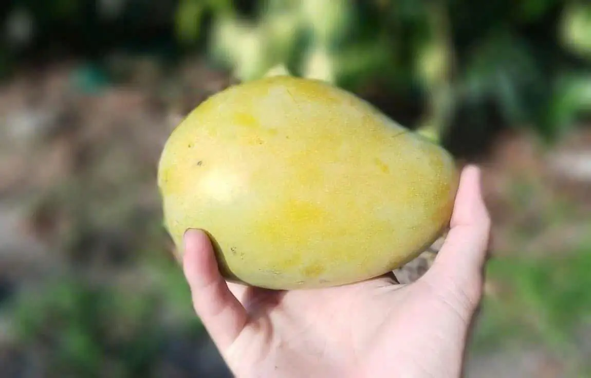 Xoài Cổ Khánh Hòa