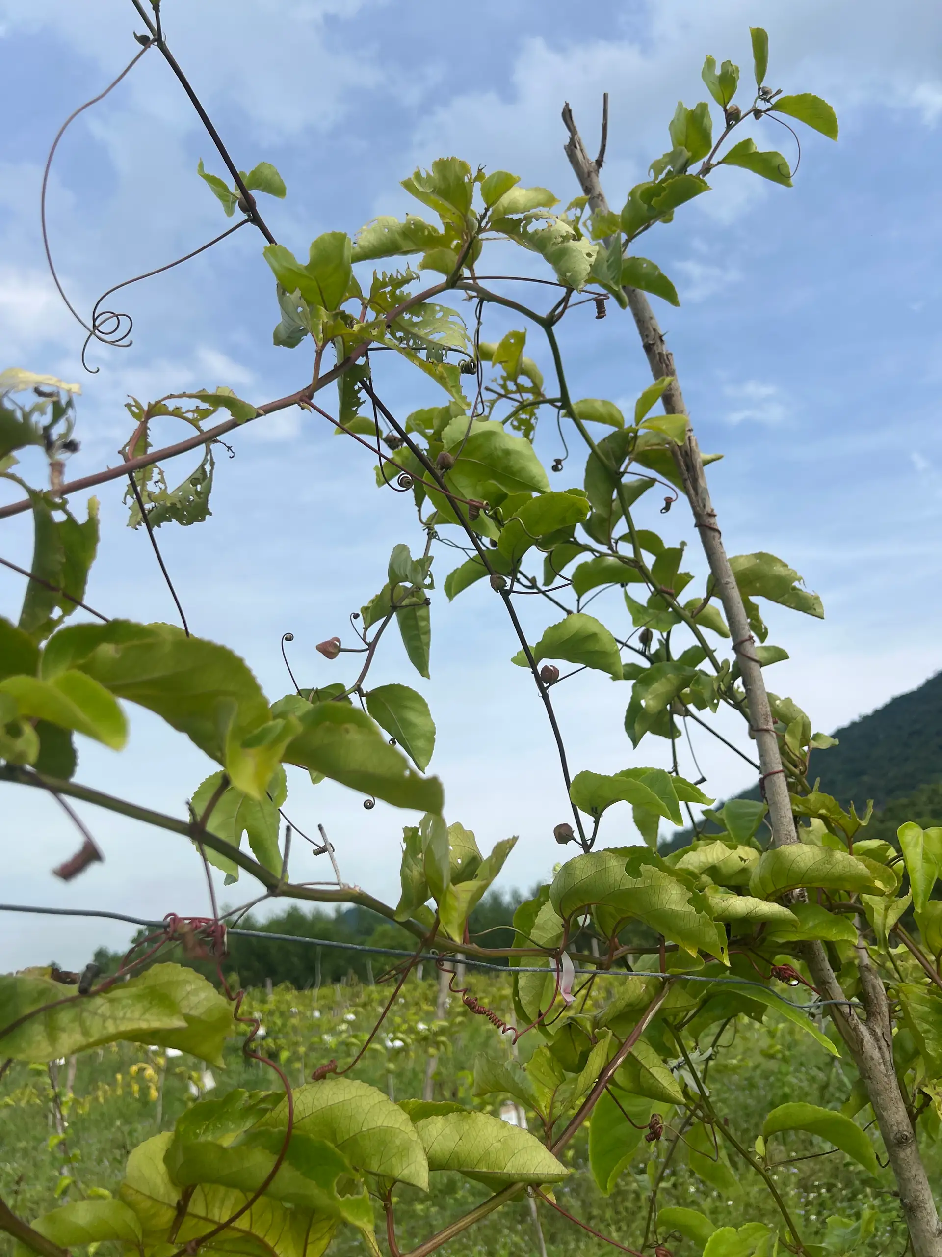 EcoNations