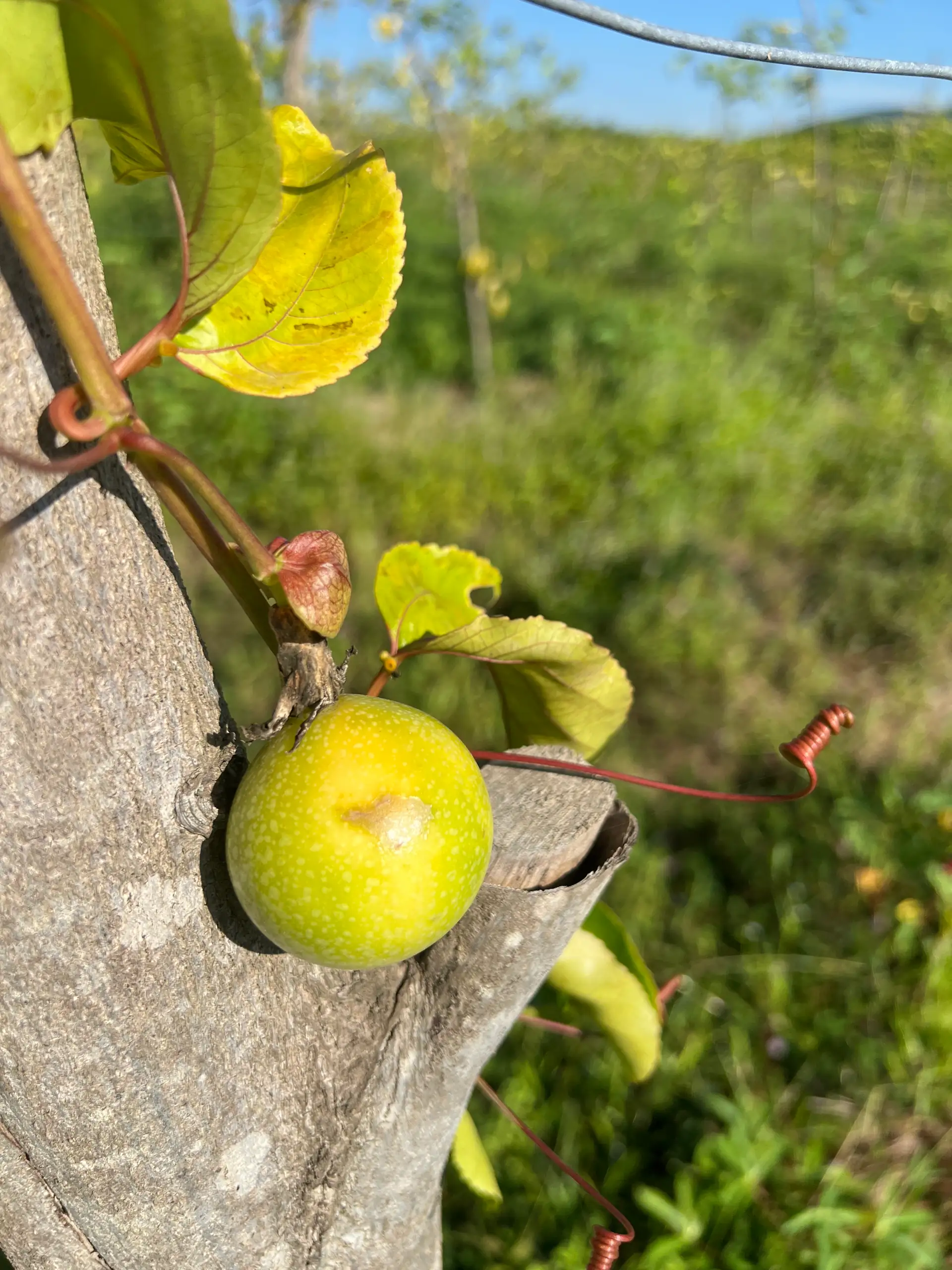 EcoNations