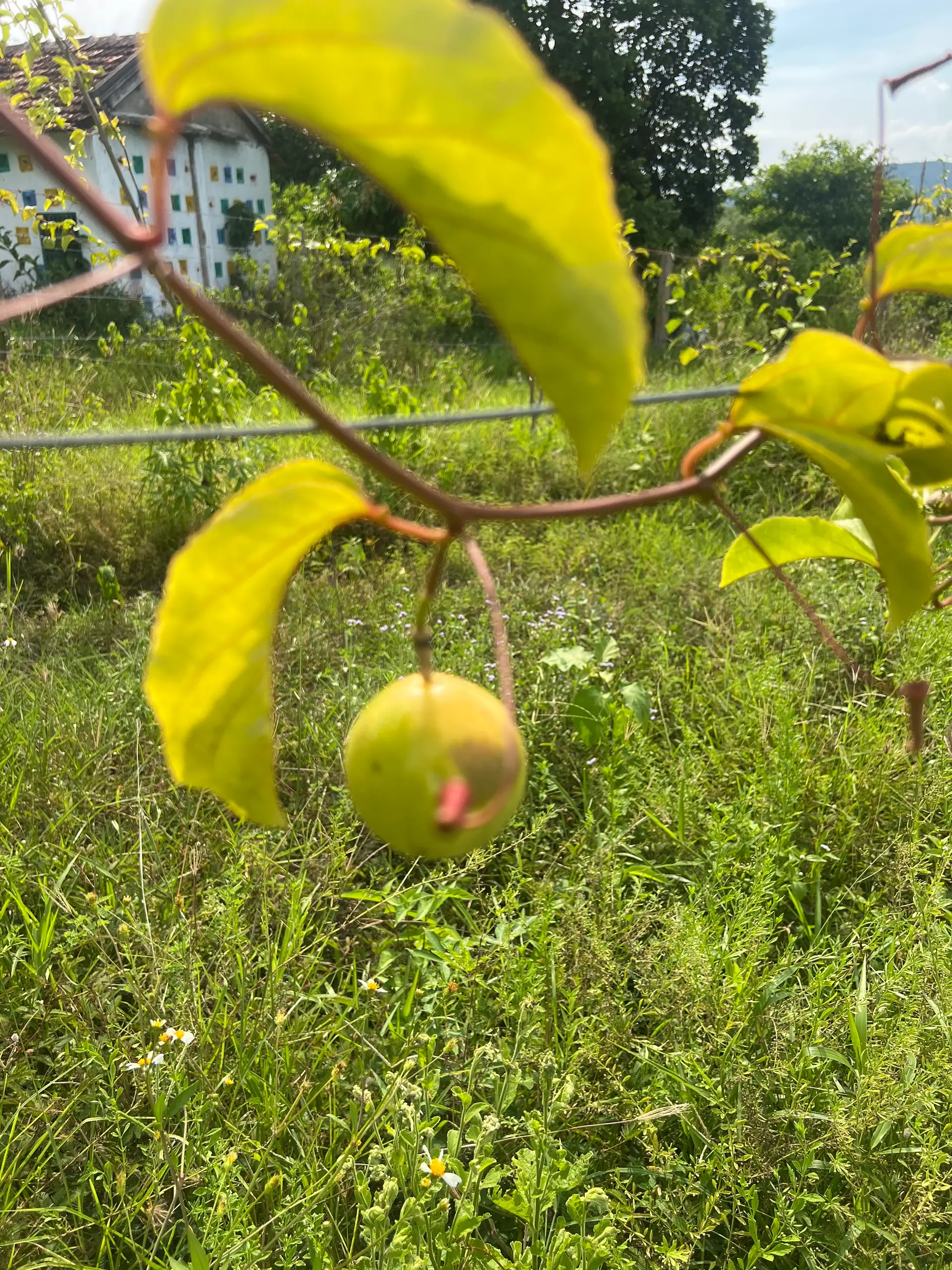 EcoNations