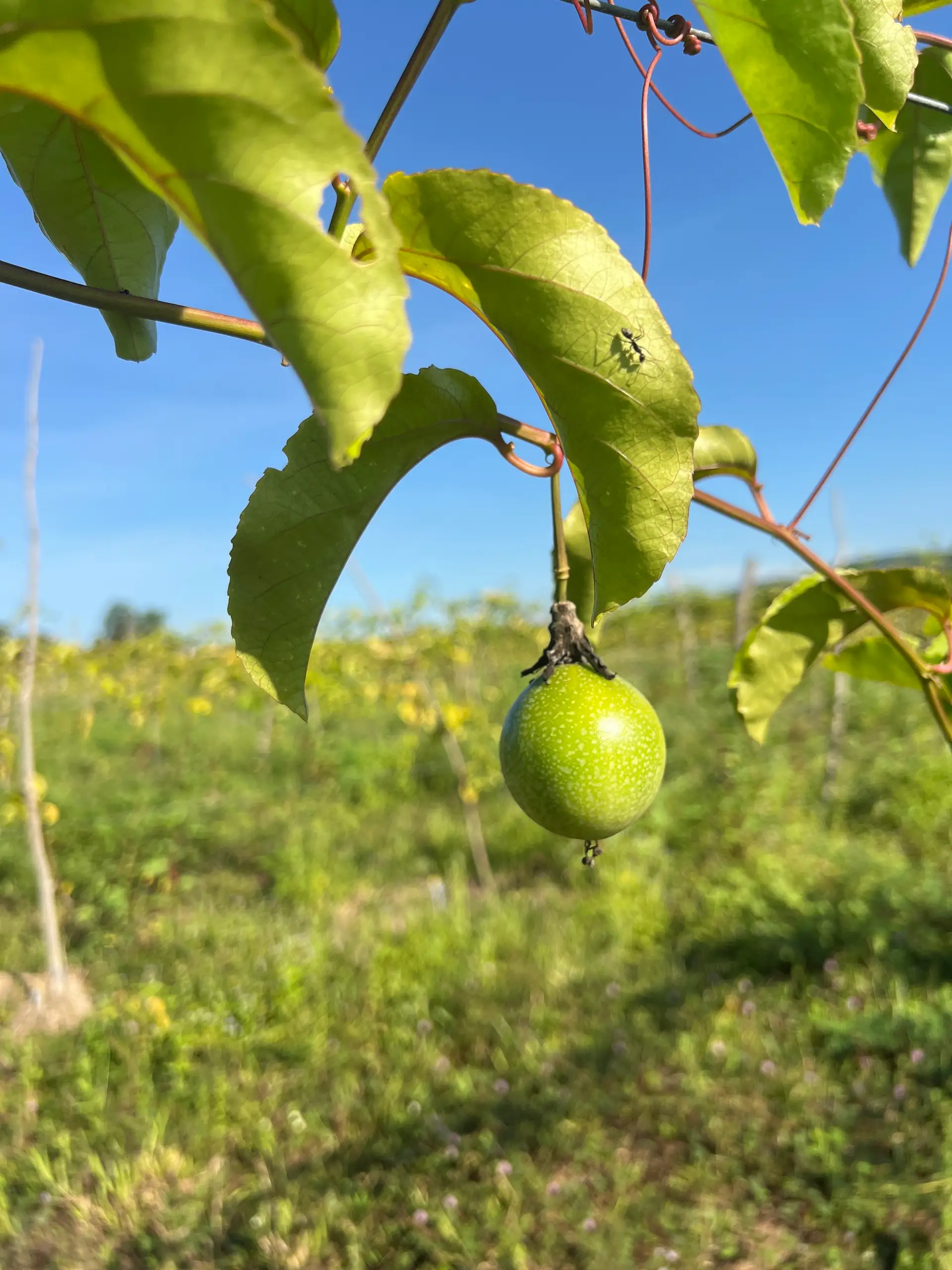 EcoNations