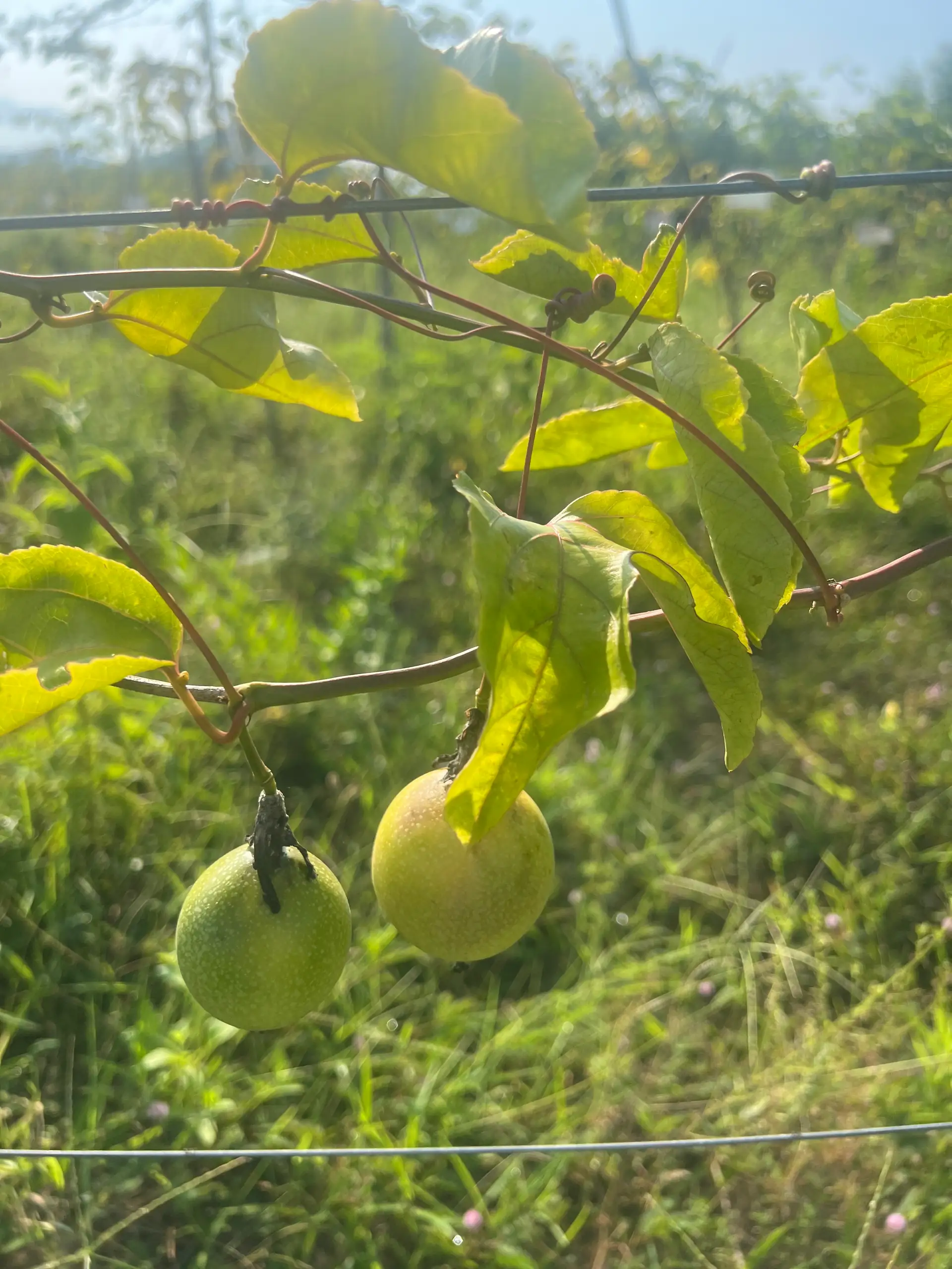 EcoNations