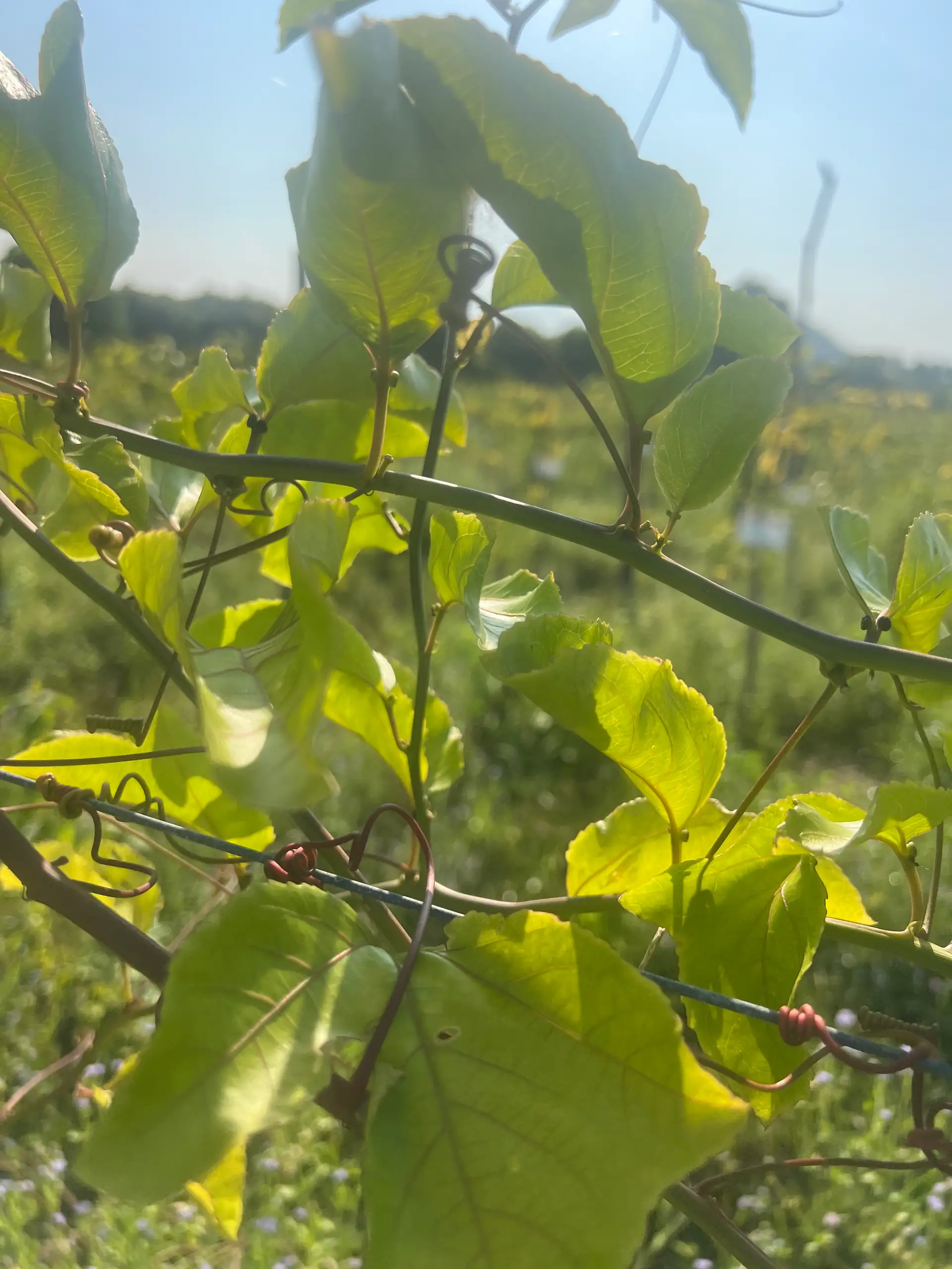 EcoNations