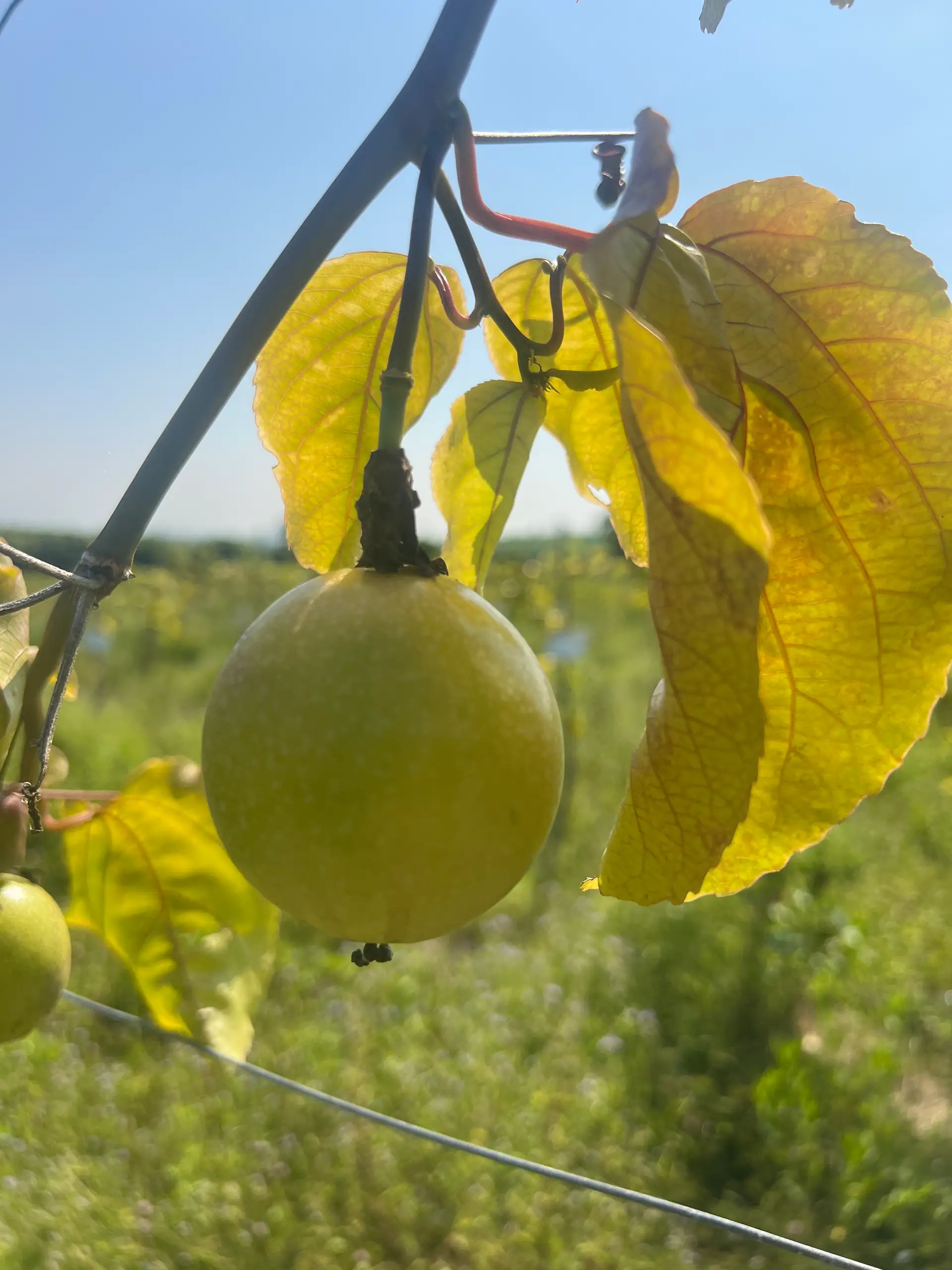 EcoNations
