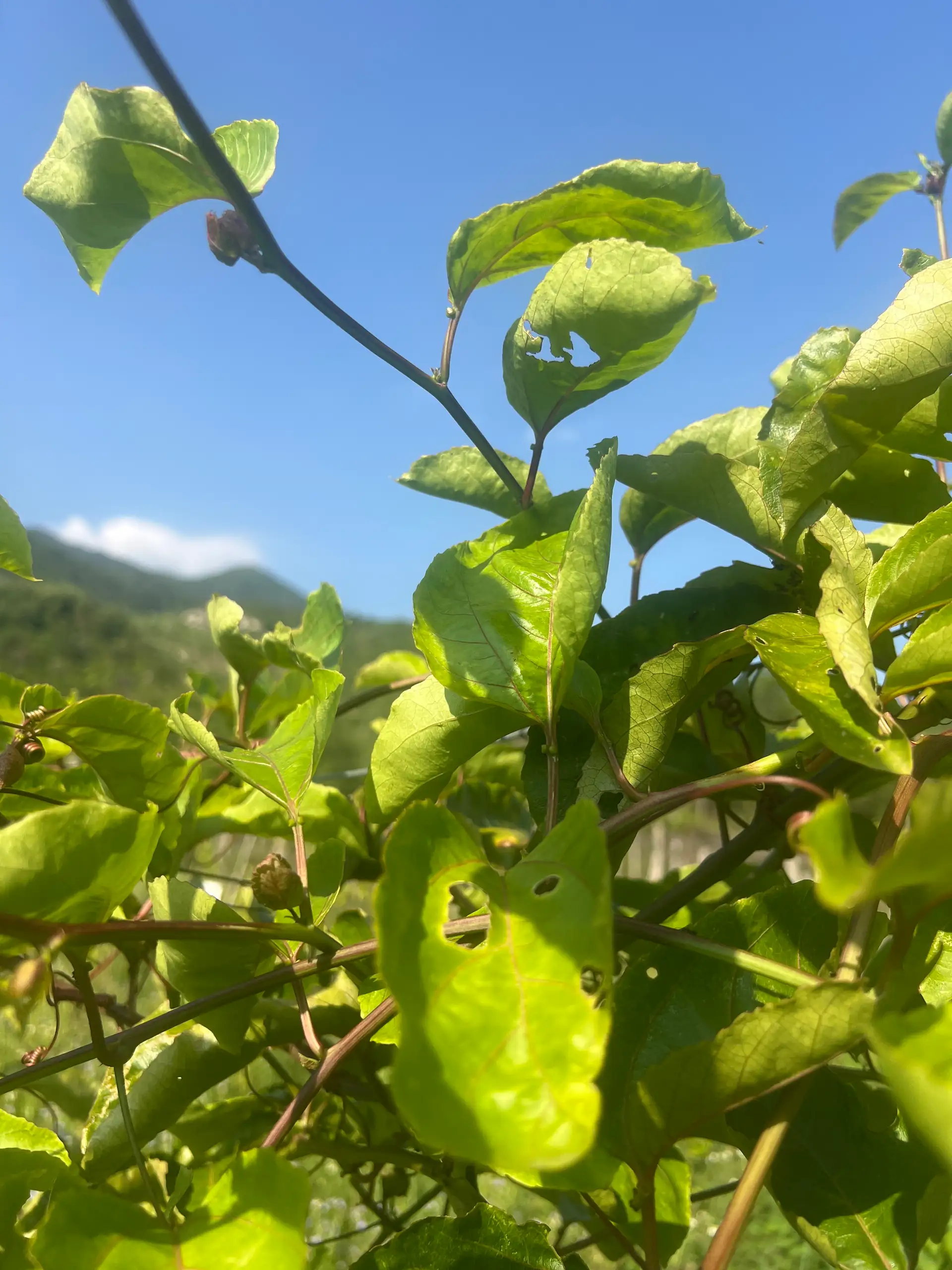 EcoNations