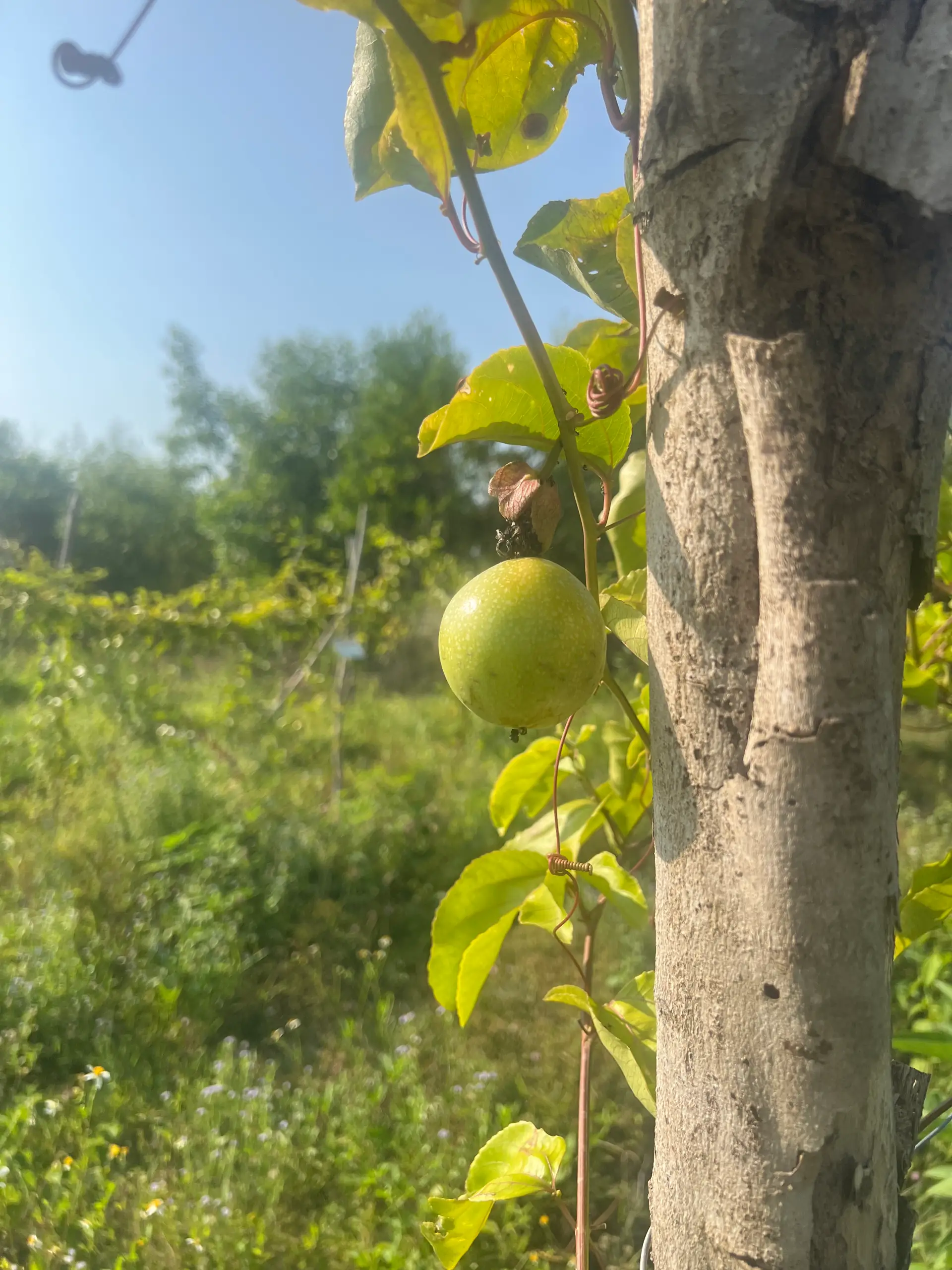 EcoNations