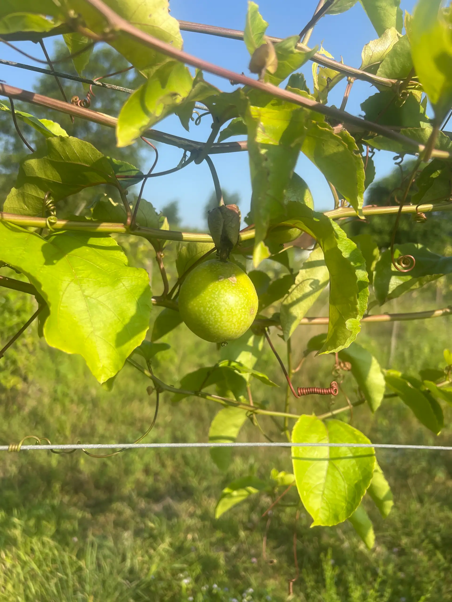 EcoNations