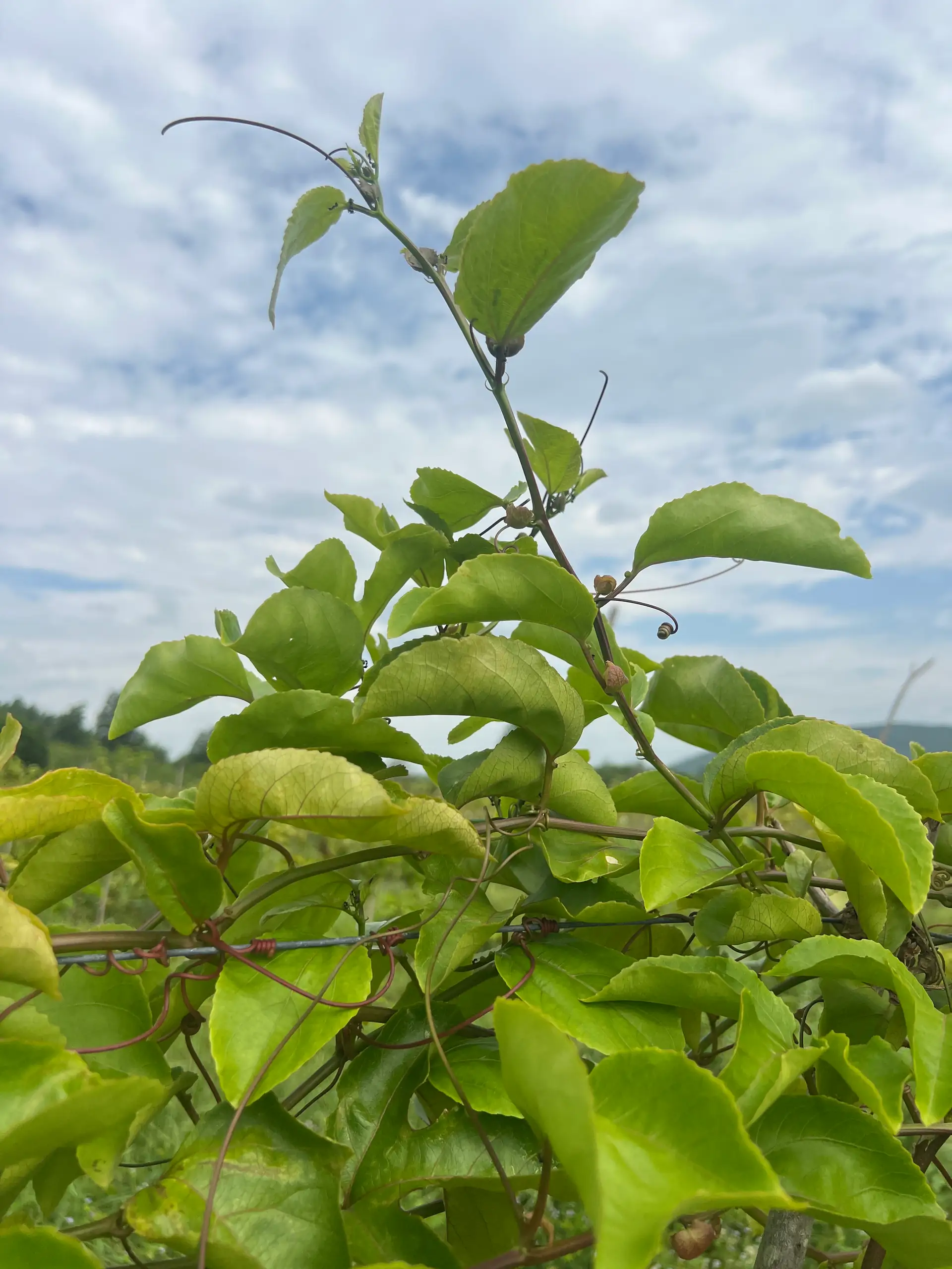 EcoNations