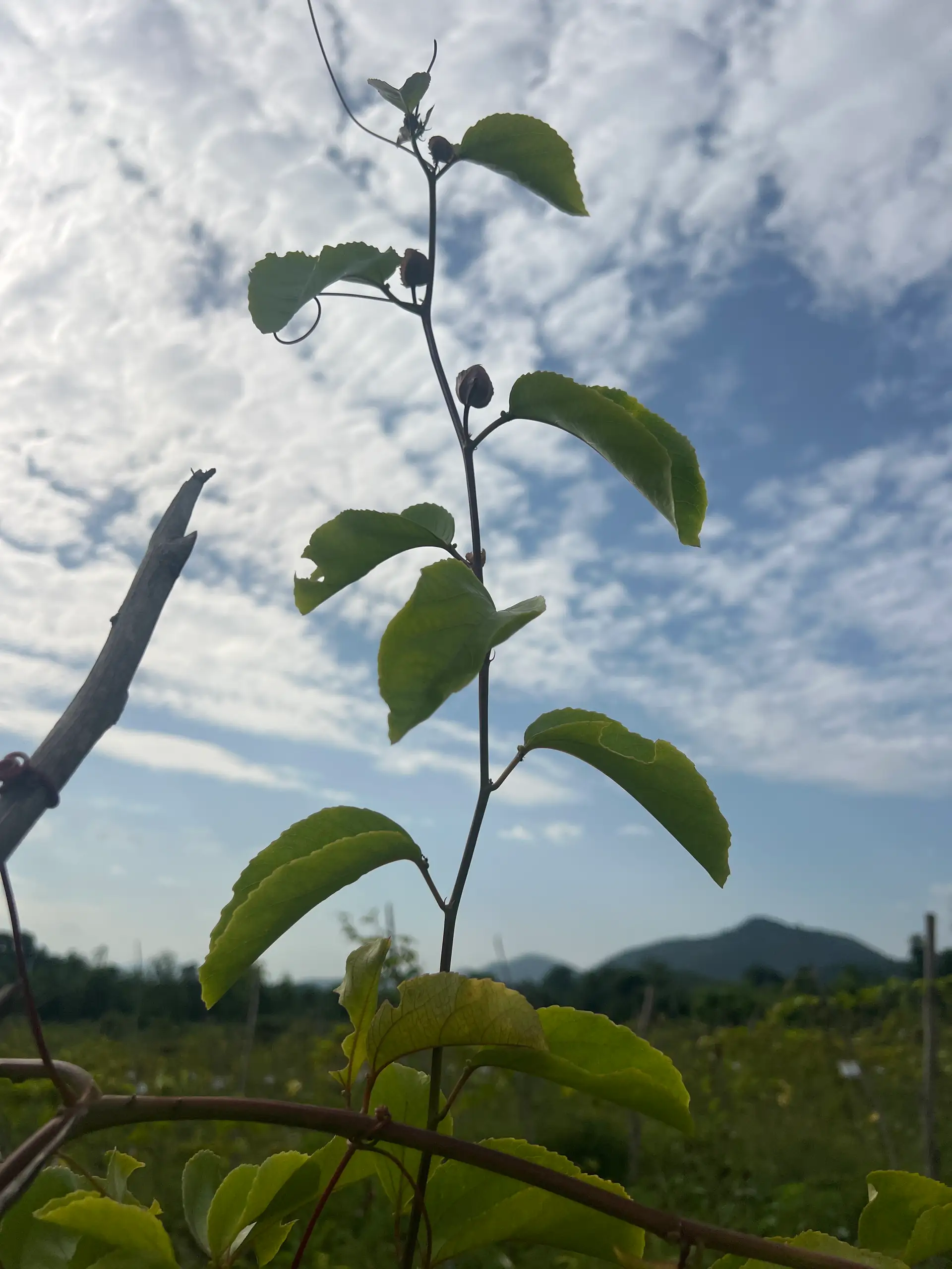 EcoNations