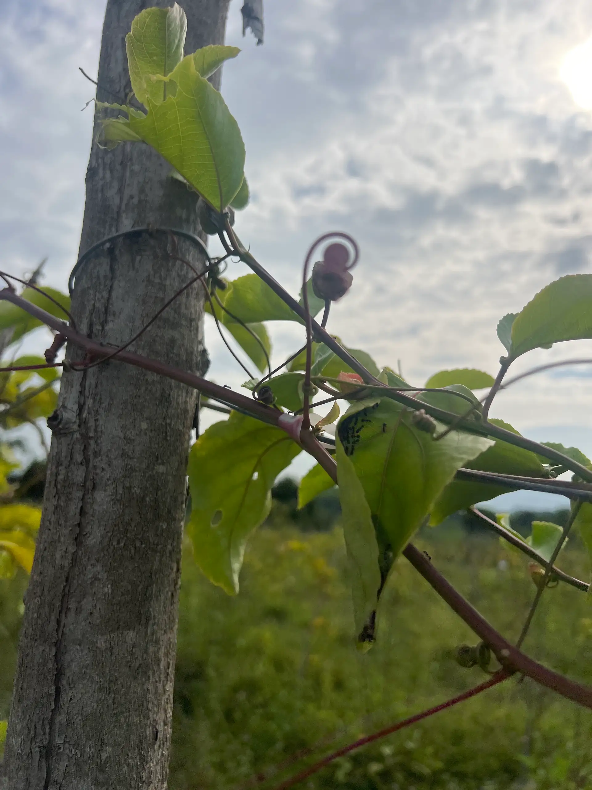 EcoNations