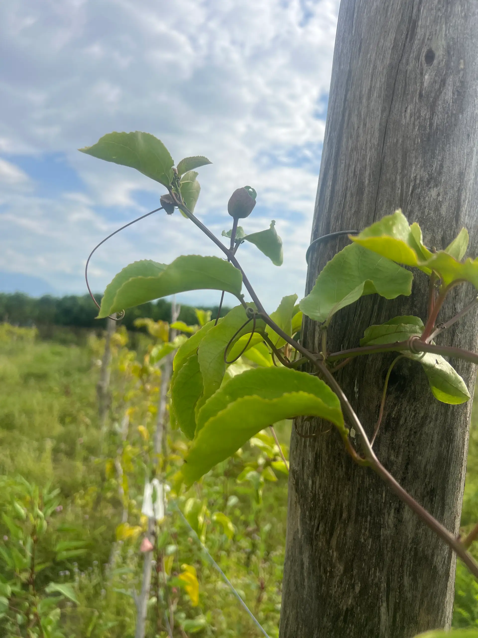 EcoNations