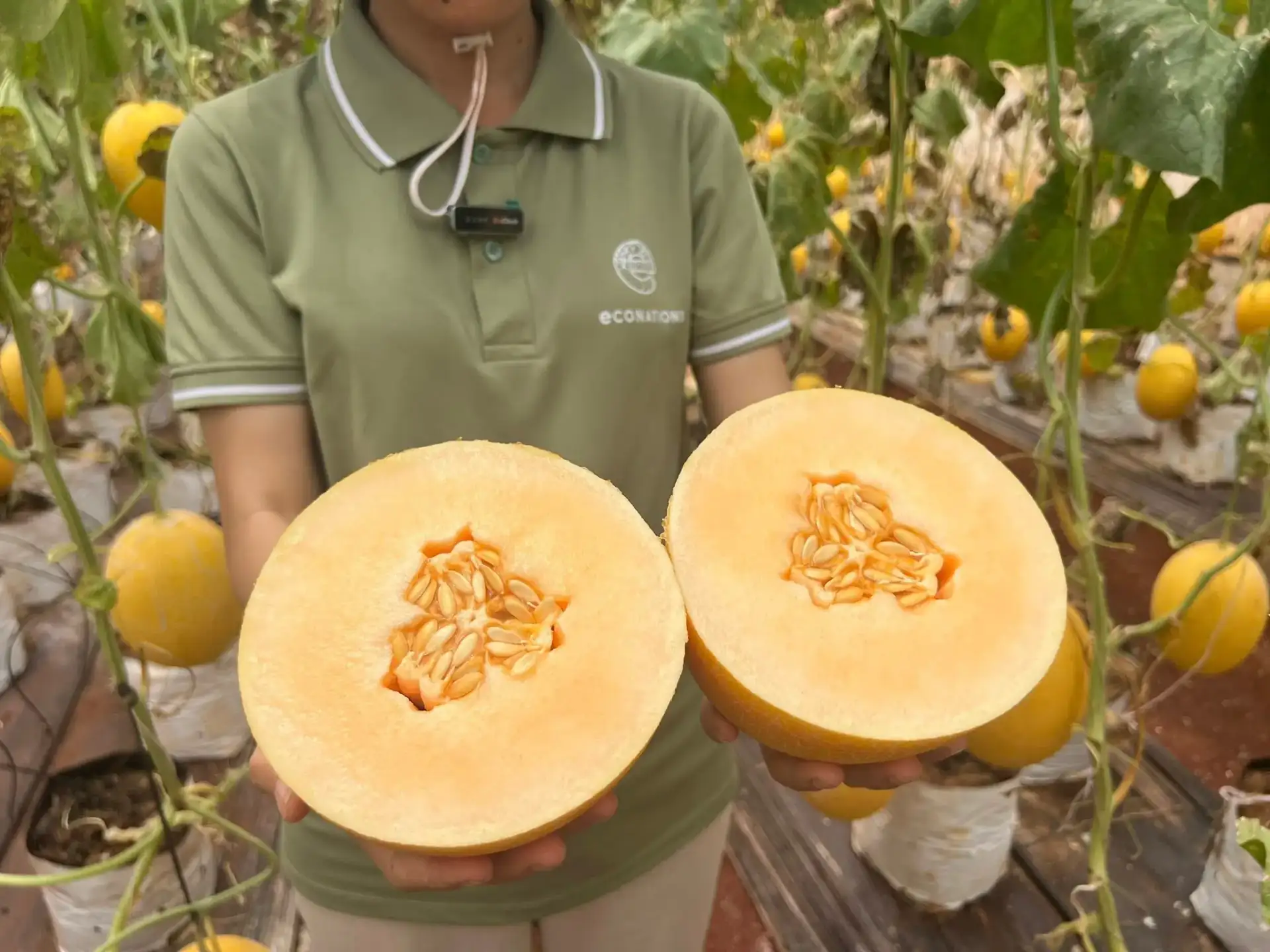 Cây Dưa Lưới Nhà Tôi