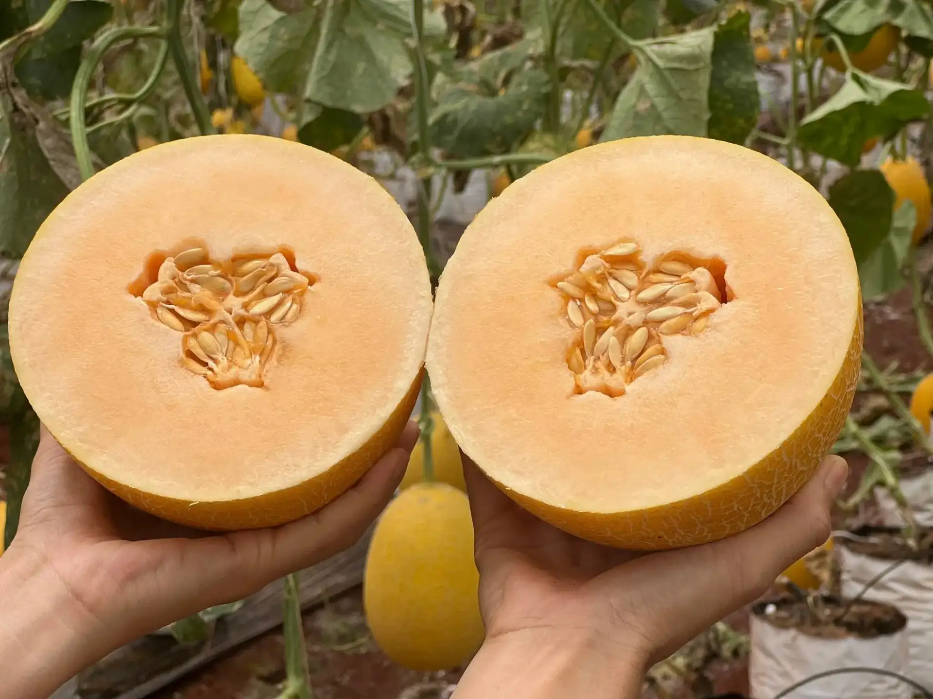 Cây Dưa Lưới Nhà Tôi
