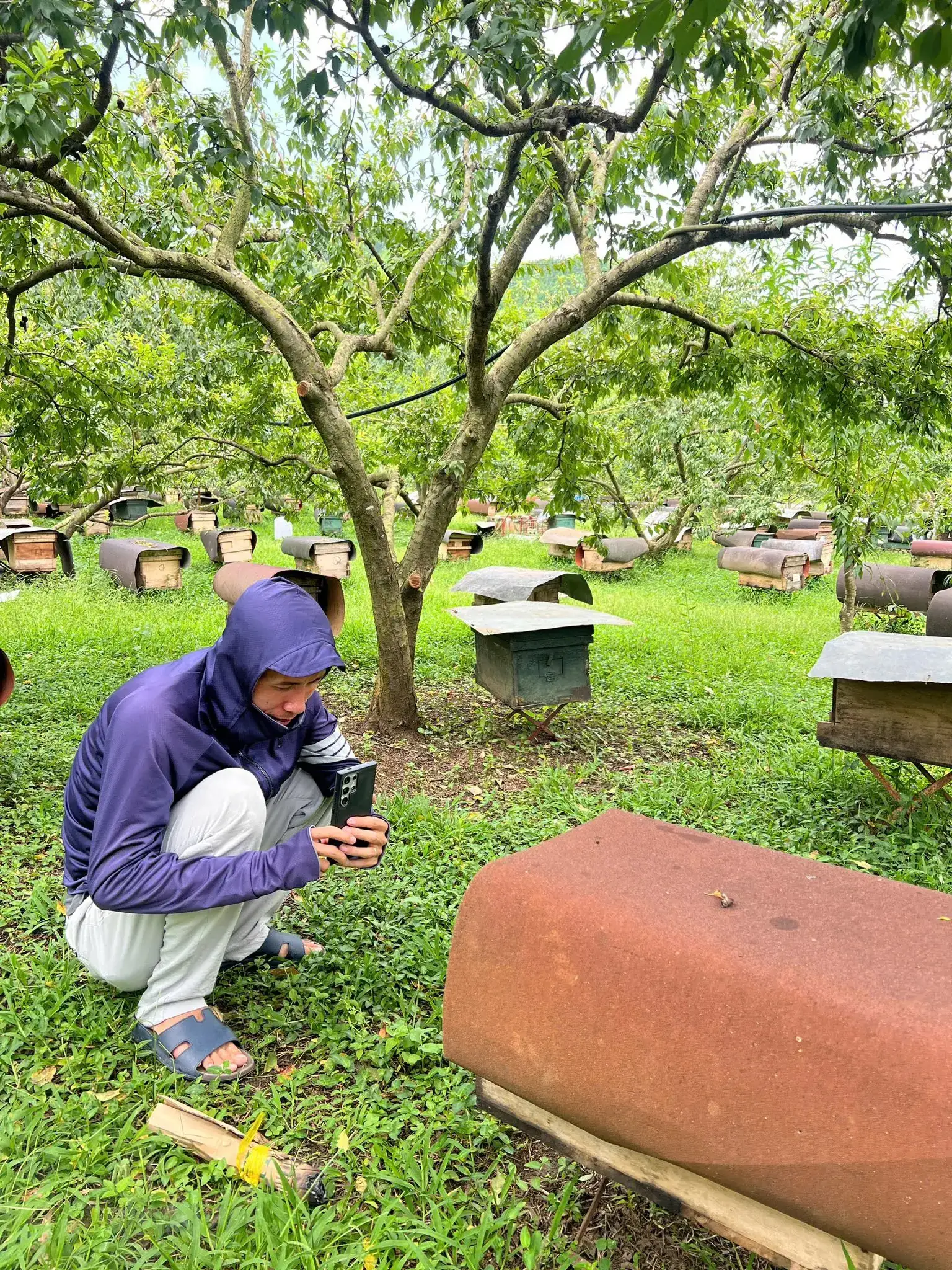Tổ Ong Nhà Tôi