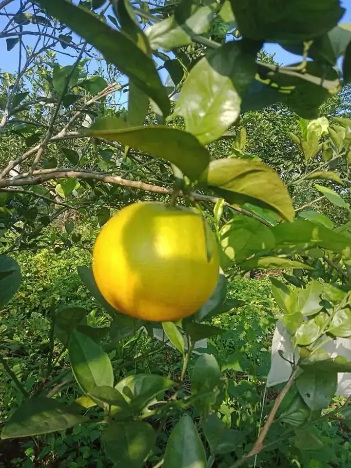 Cây Cam Nhà Tôi
