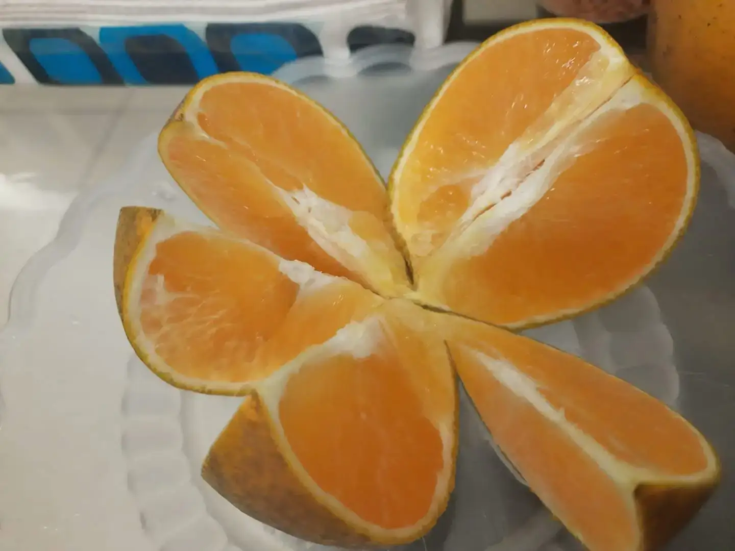 Cây Cam Nhà Tôi