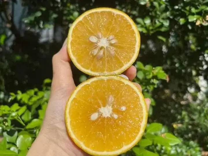 Cây Cam Nhà Tôi