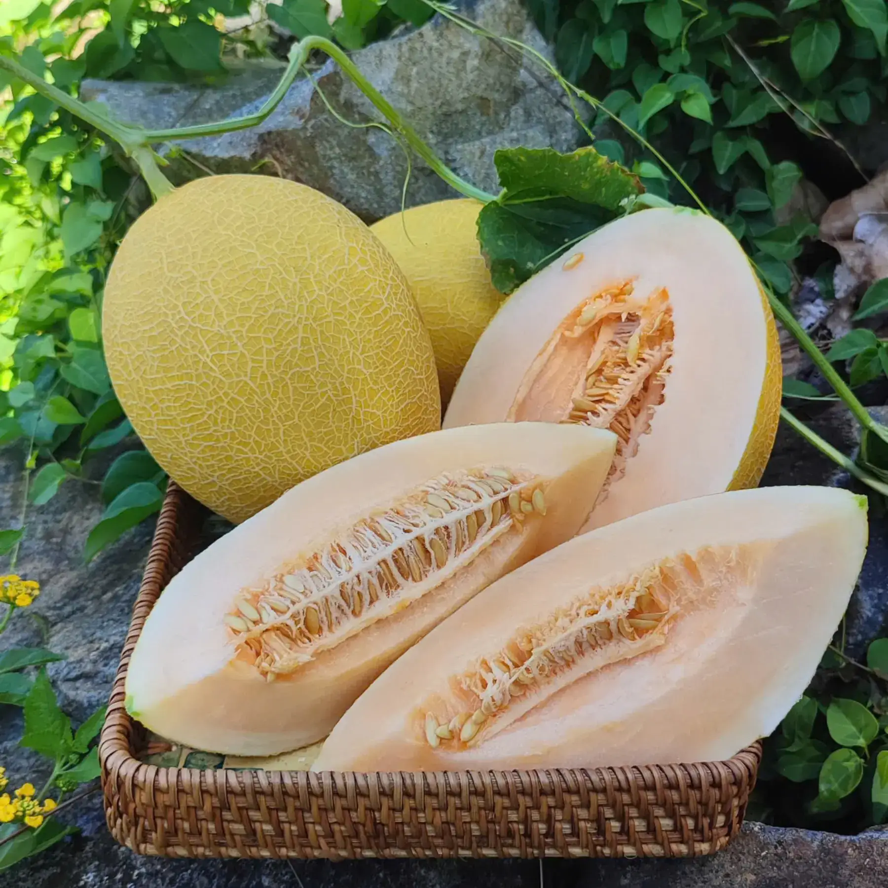 Cây Dưa Lưới Nhà Tôi