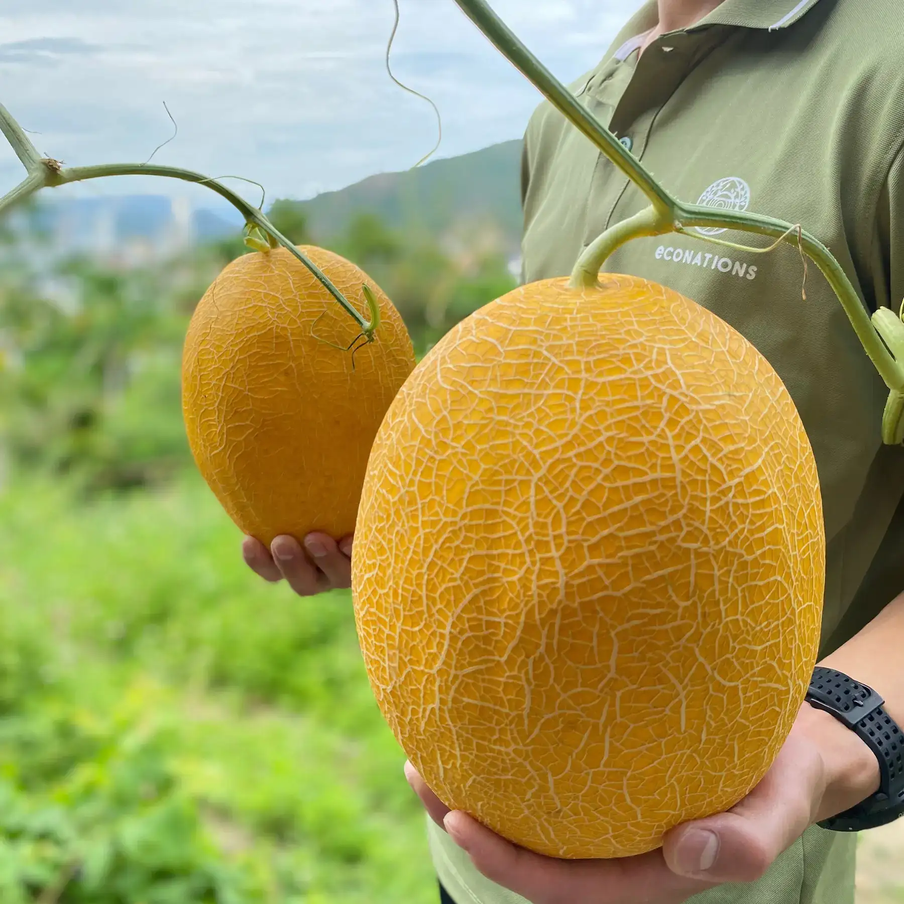 Cây Dưa Lưới Nhà Tôi