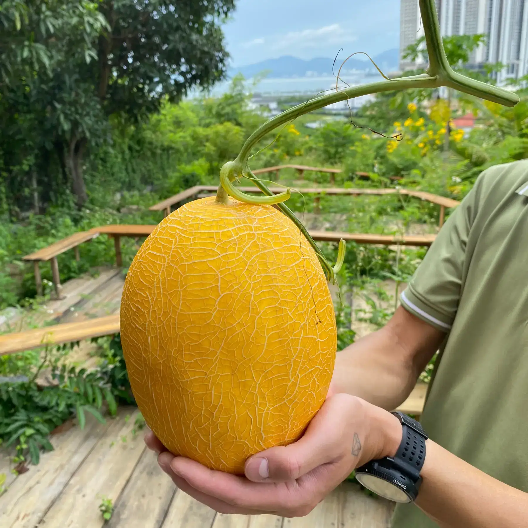 Cây Dưa Lưới Nhà Tôi