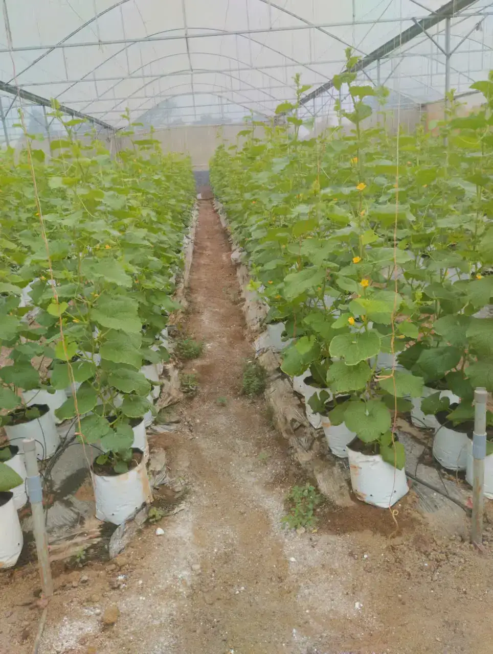 Cây Dưa Lưới Nhà Tôi