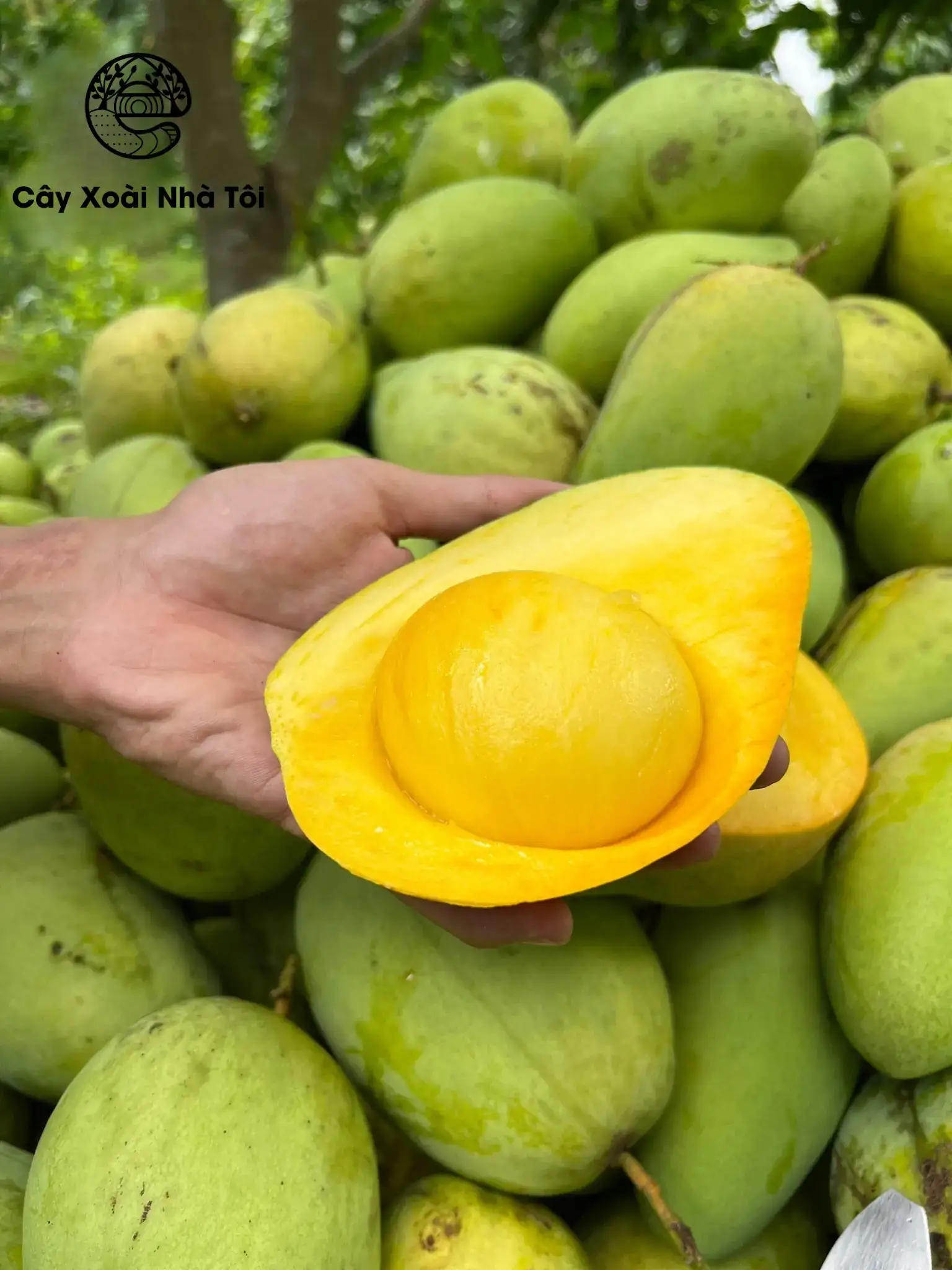 Quả xoài Tứ Quý chín vàng