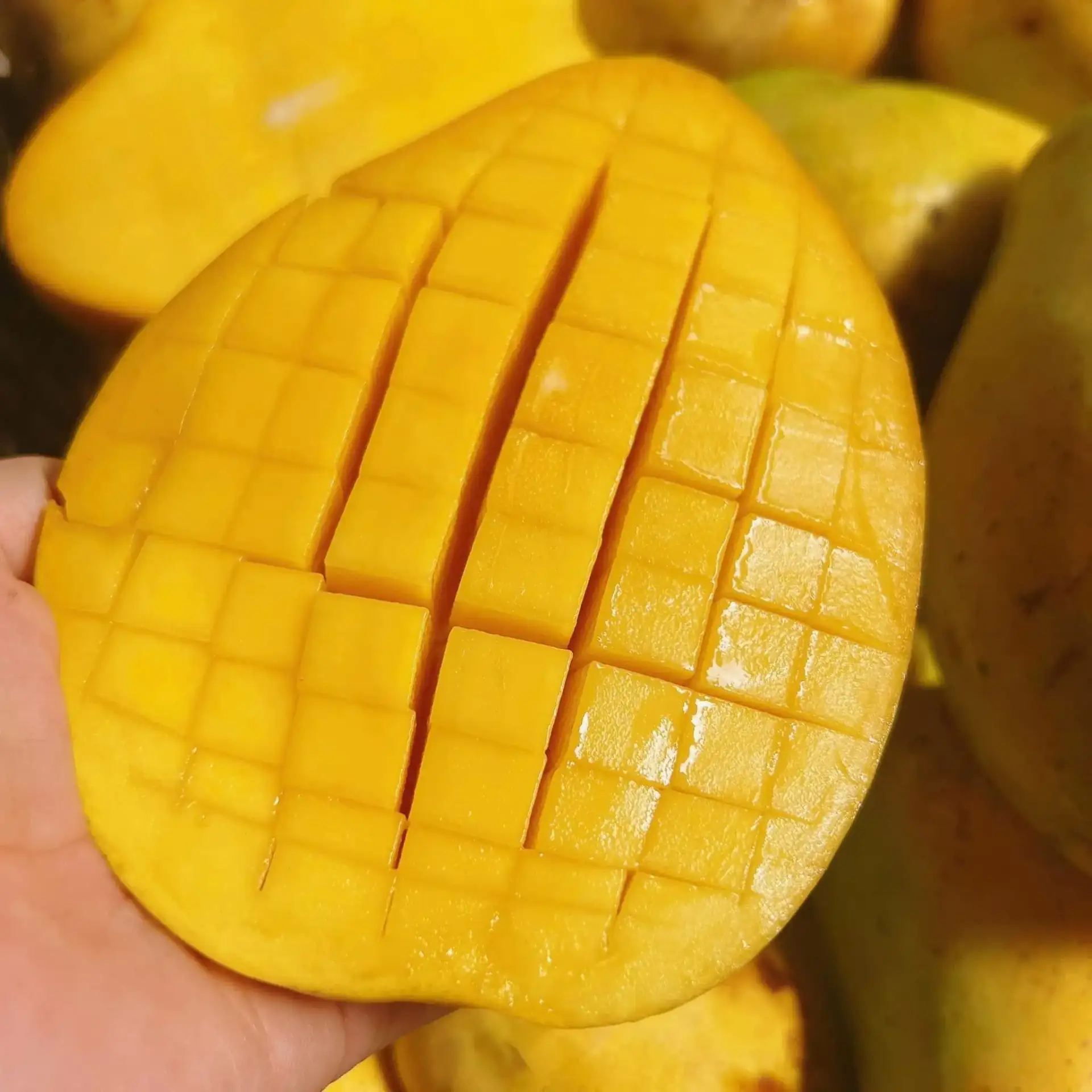 Cây Xoài Nhà Tôi