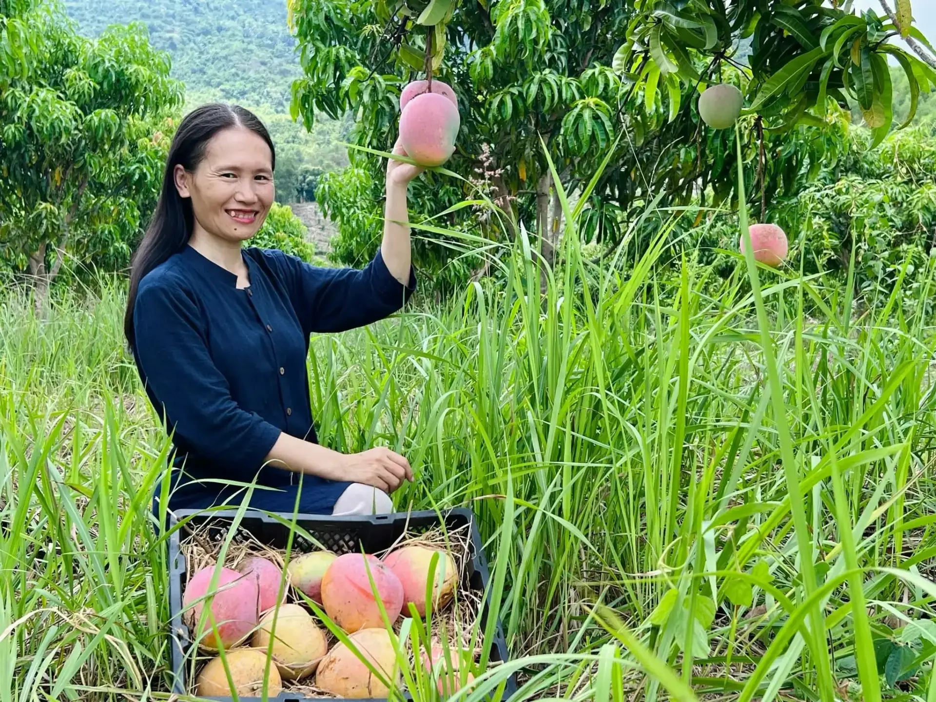 Cây Xoài Nhà Tôi