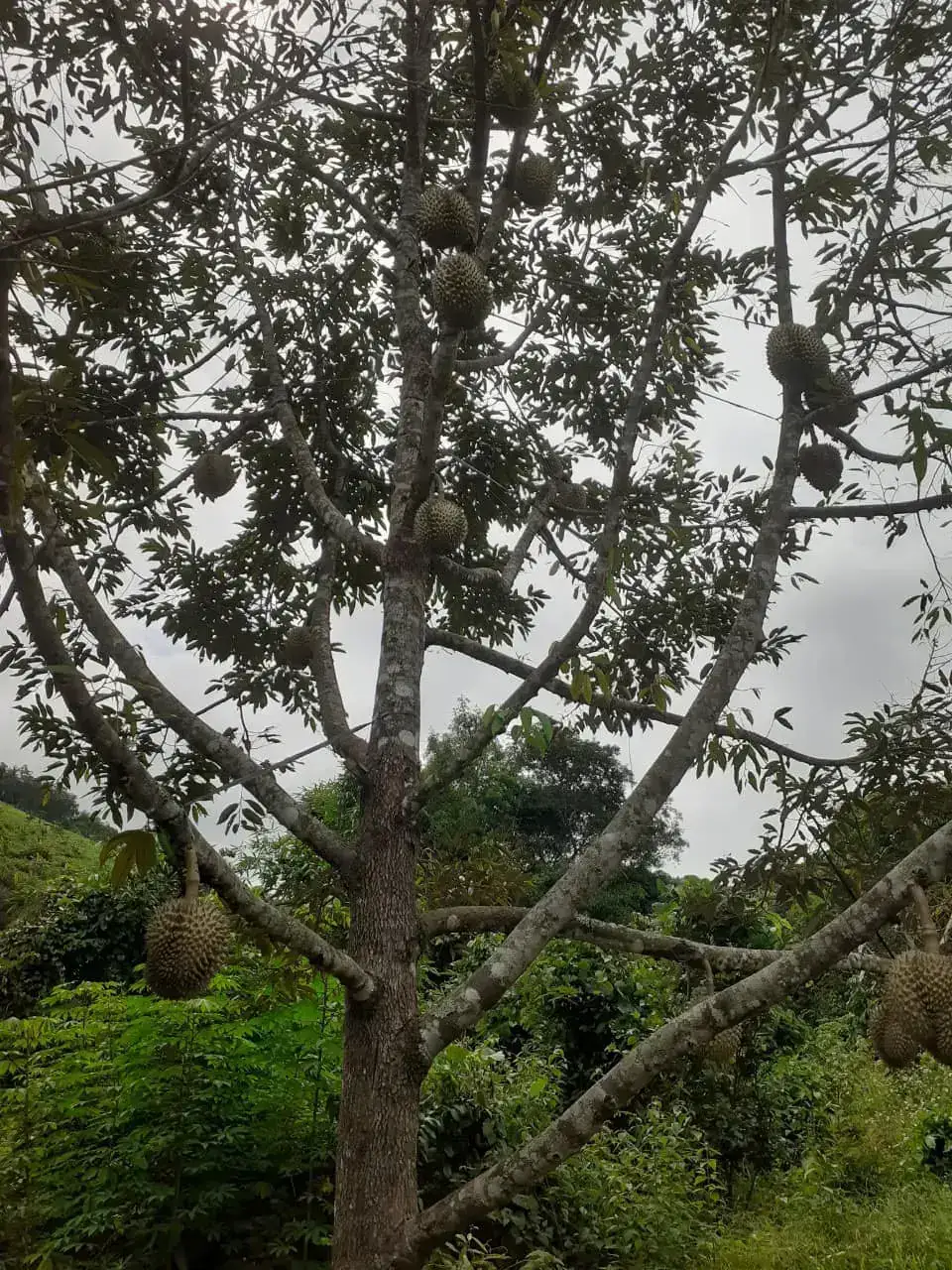 Cây Sầu Riêng Nhà Tôi