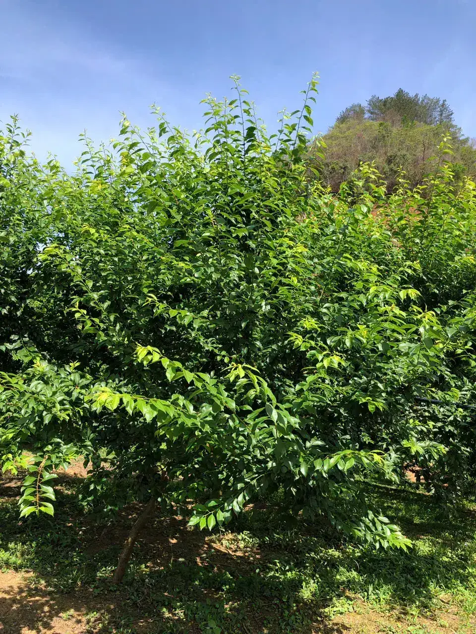 Cây Mận Nhà Tôi