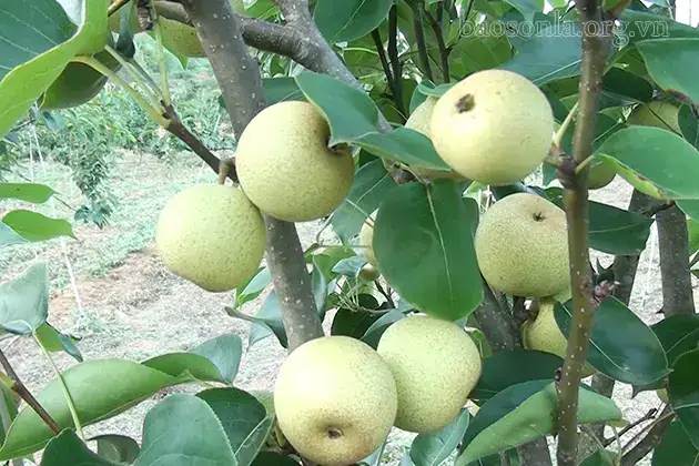 Cây Lê Nhà Tôi
