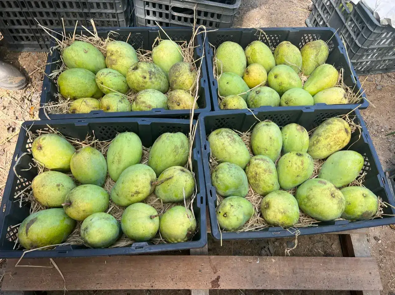Cây Xoài Nhà Tôi