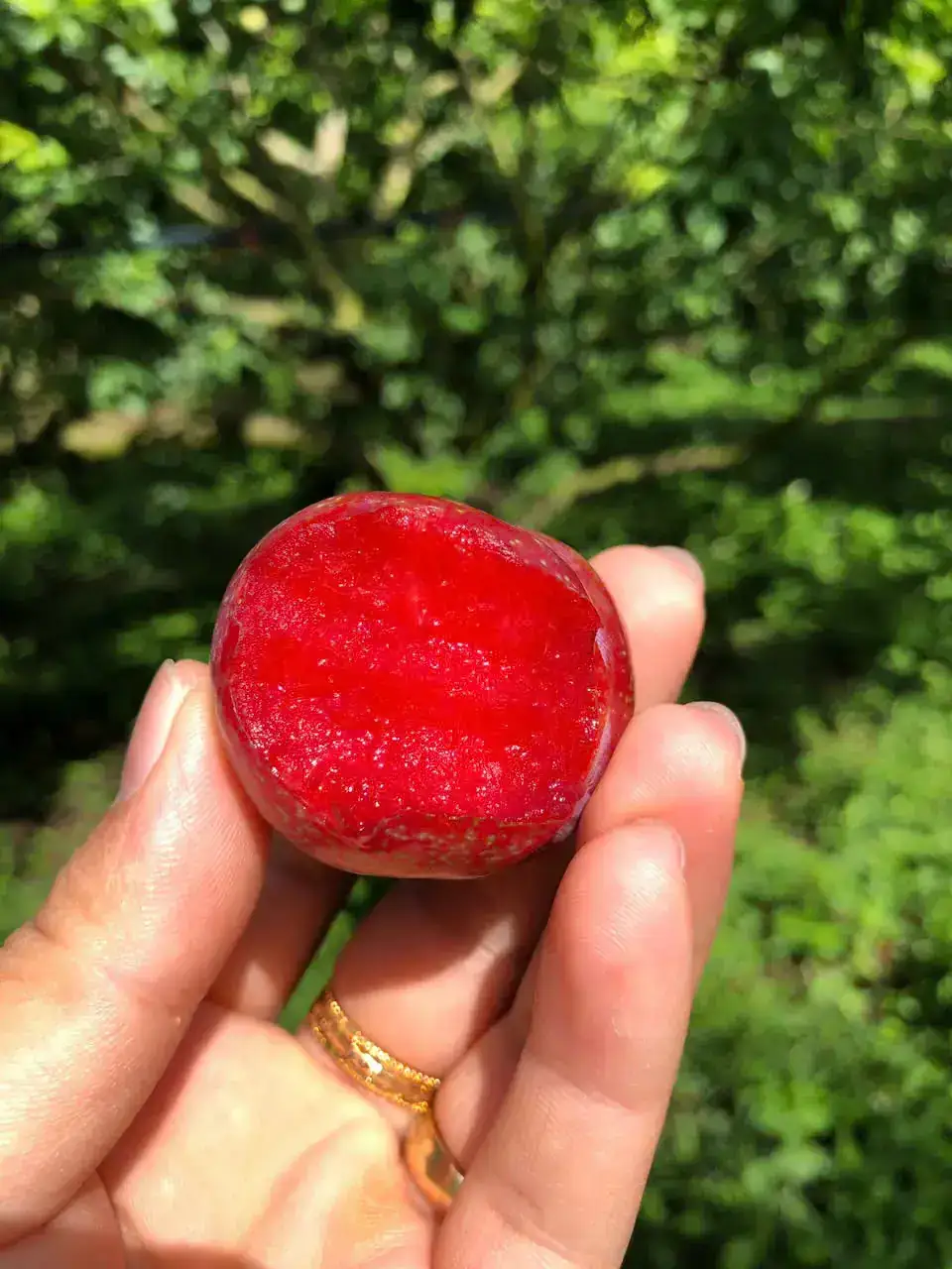 Cây Mận Nhà Tôi