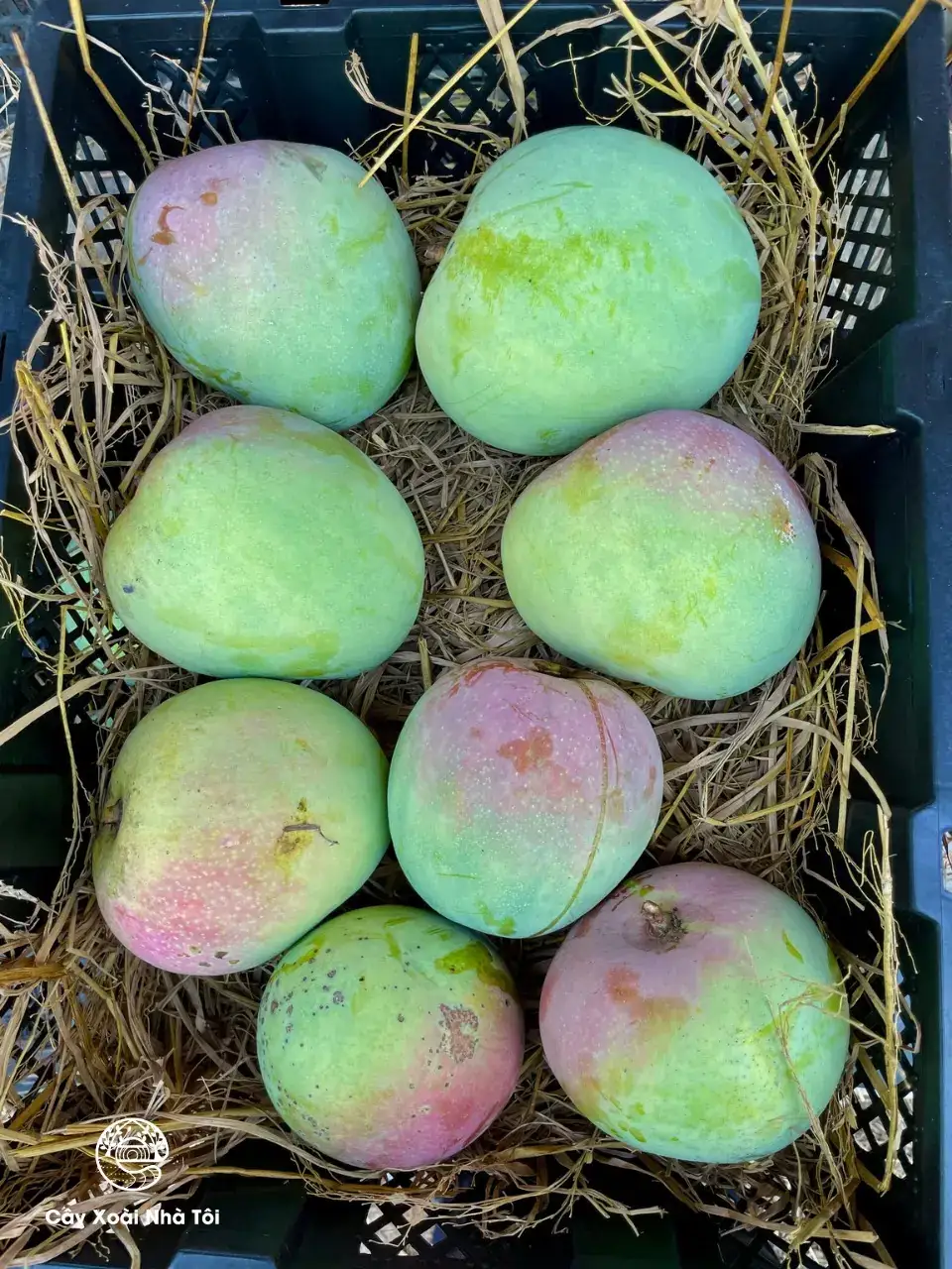 Cây Xoài Nhà Tôi