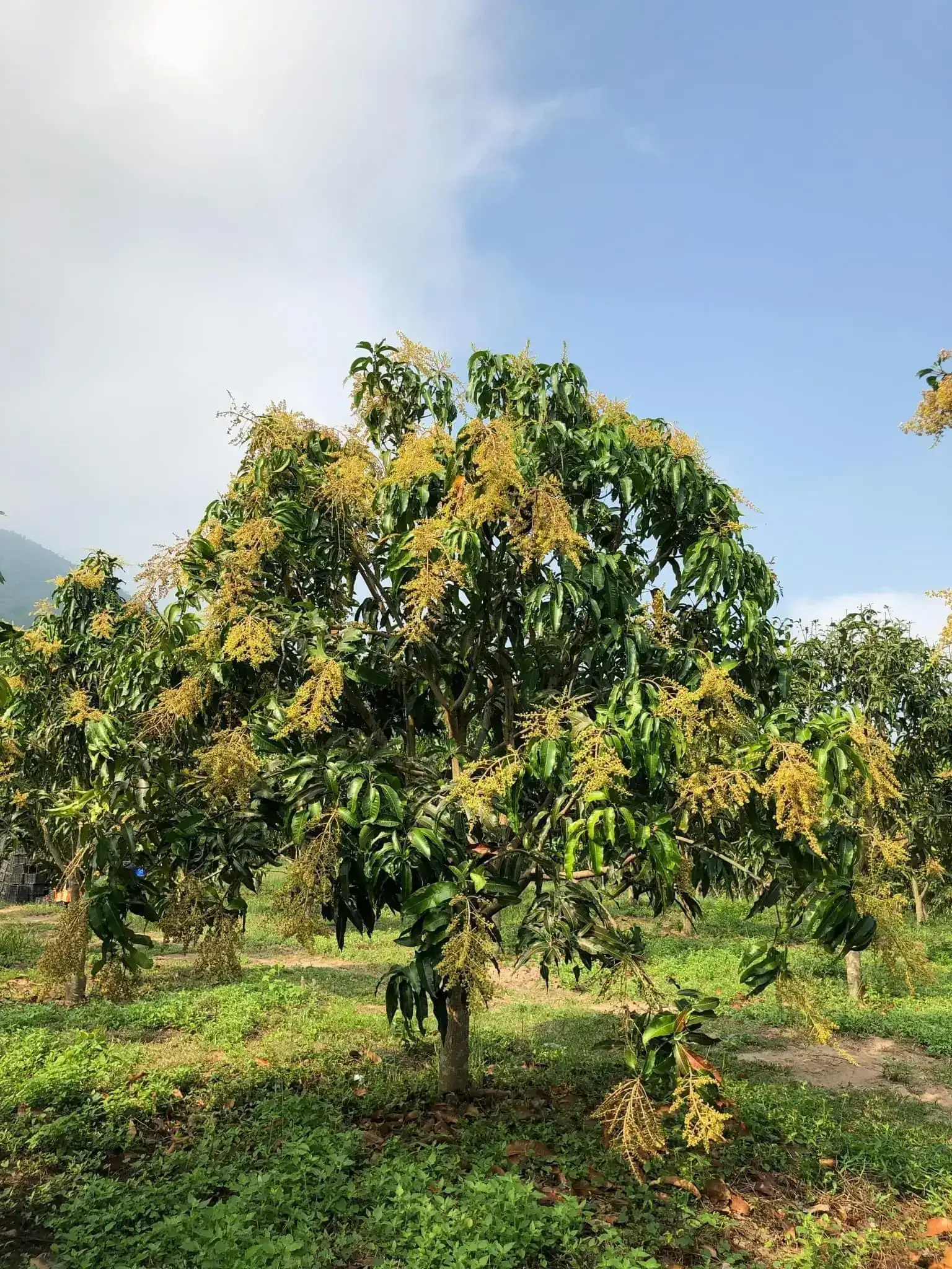 Cây Xoài Nhà Tôi