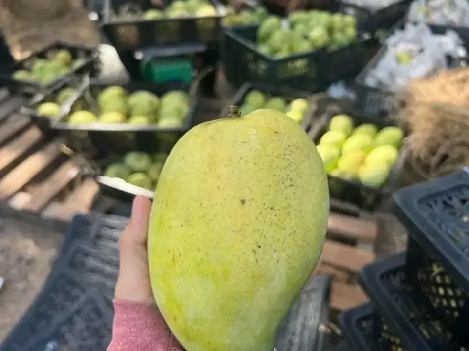 Cây Xoài Nhà Tôi