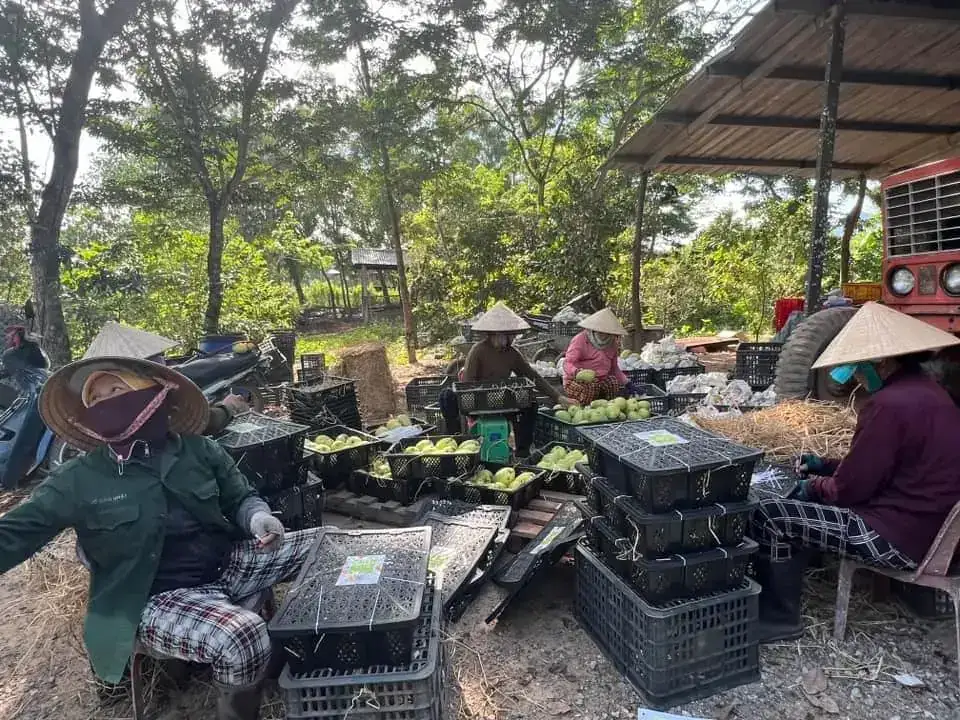Cây Xoài Nhà Tôi